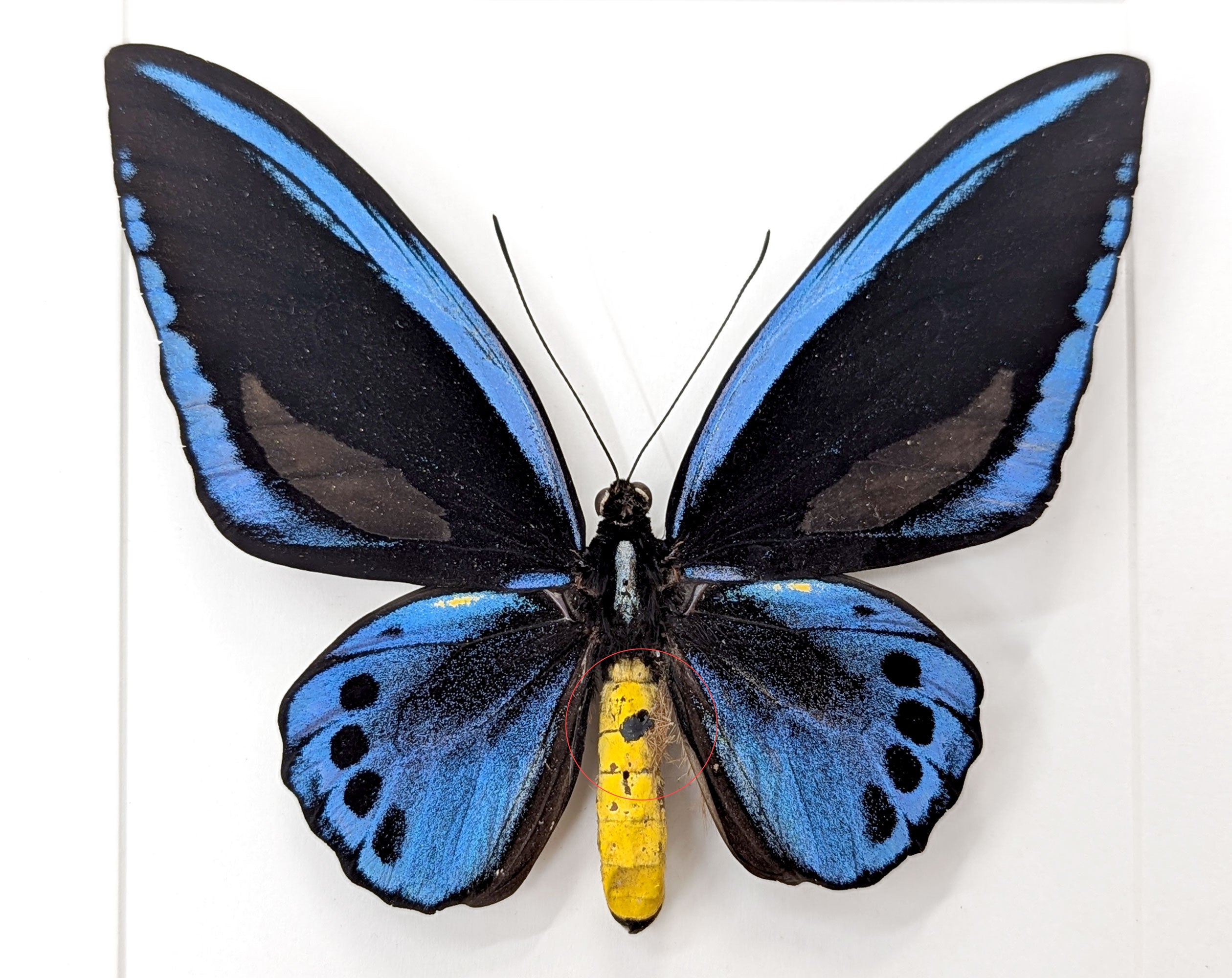 Ornithoptera priamus urvillianus A2, echter Schmetterling im Rahmen