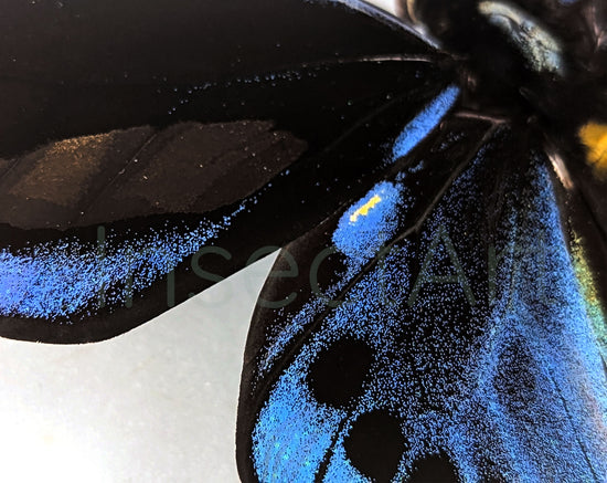 Ornithoptera priamus urvillianus ♂