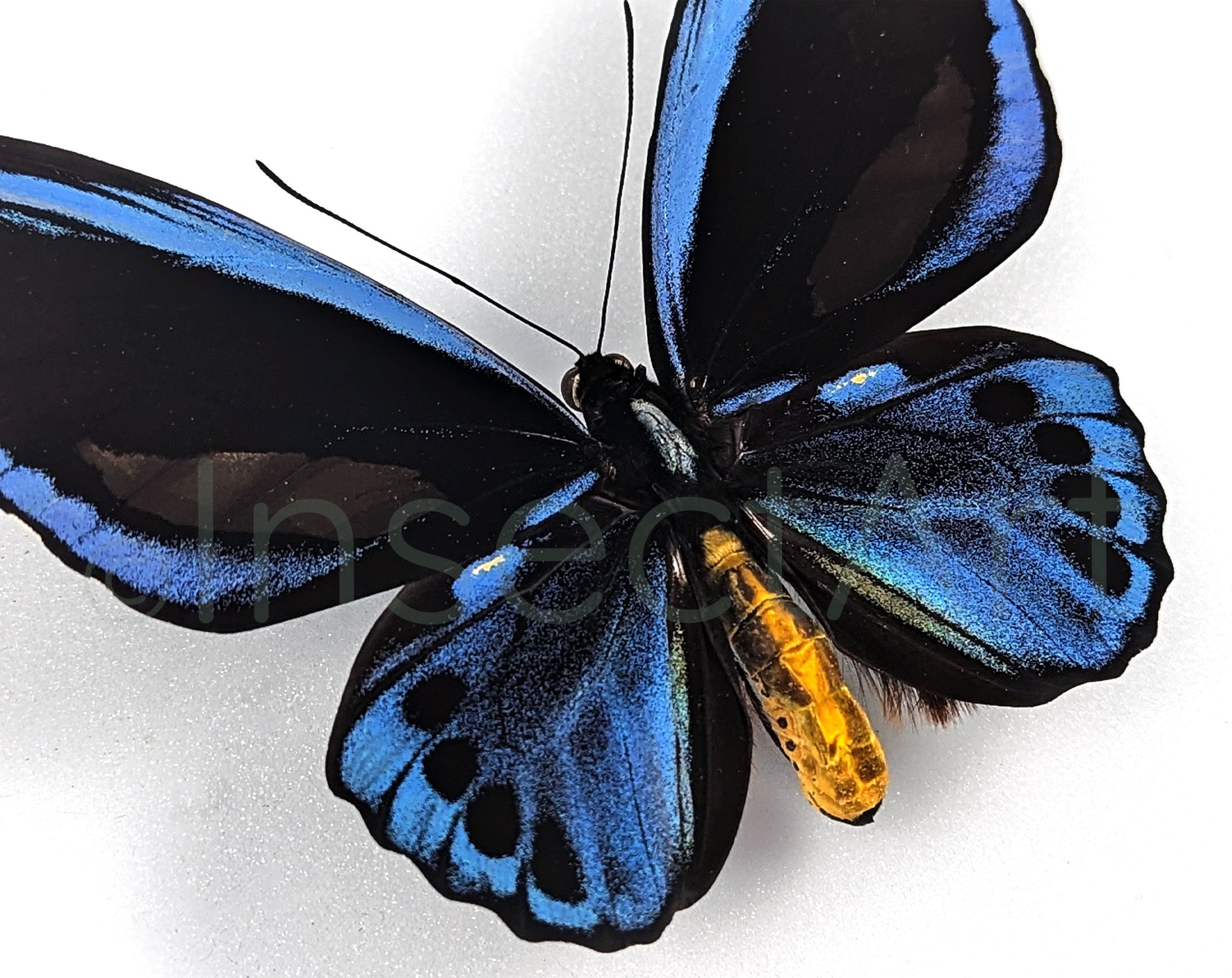 Ornithoptera priamus urvillianus ♂  Schmetterling InsectArt