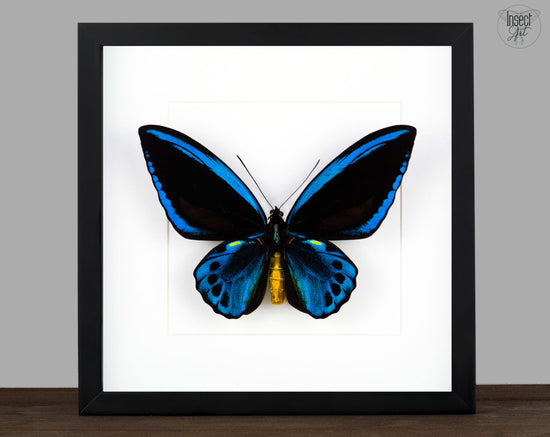 Ornithoptera priamus urvillianus ♂