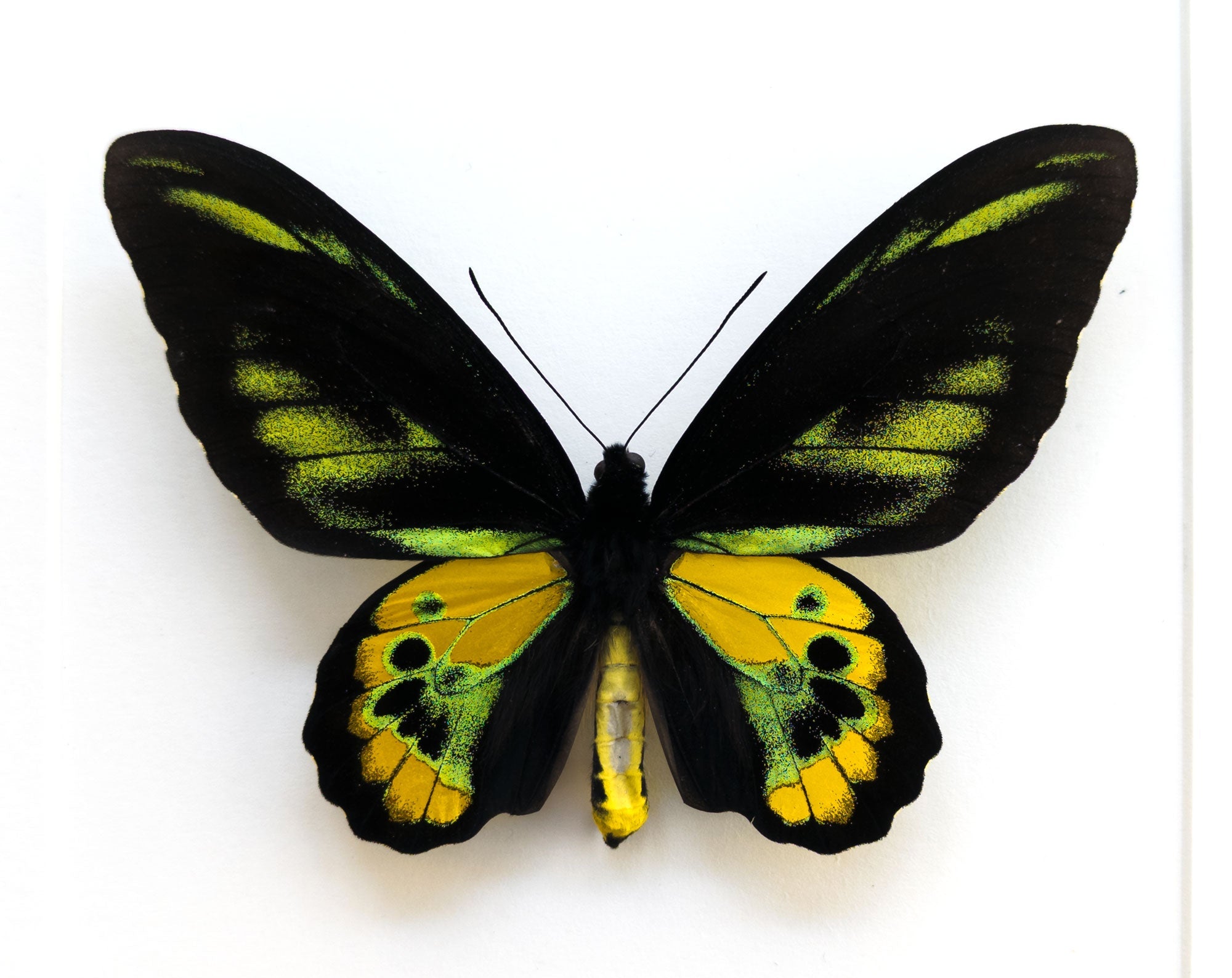Ornithoptera rothschildi ♂  Schmetterling InsectArt