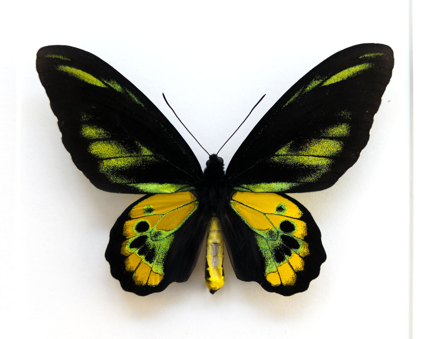 Ornithoptera rothschildi ♂