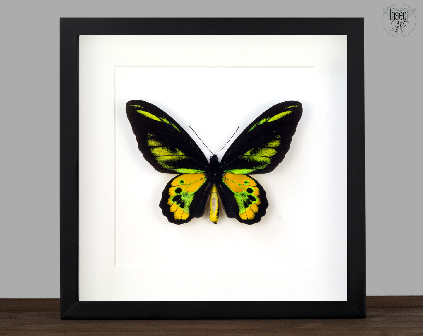 Ornithoptera Rothschildi ♂