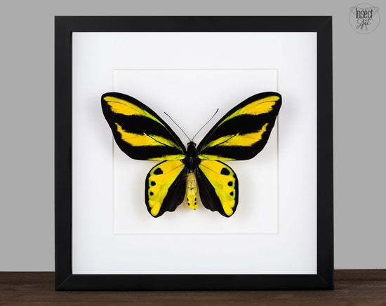 Ornithoptera tithonus misresiana ♂