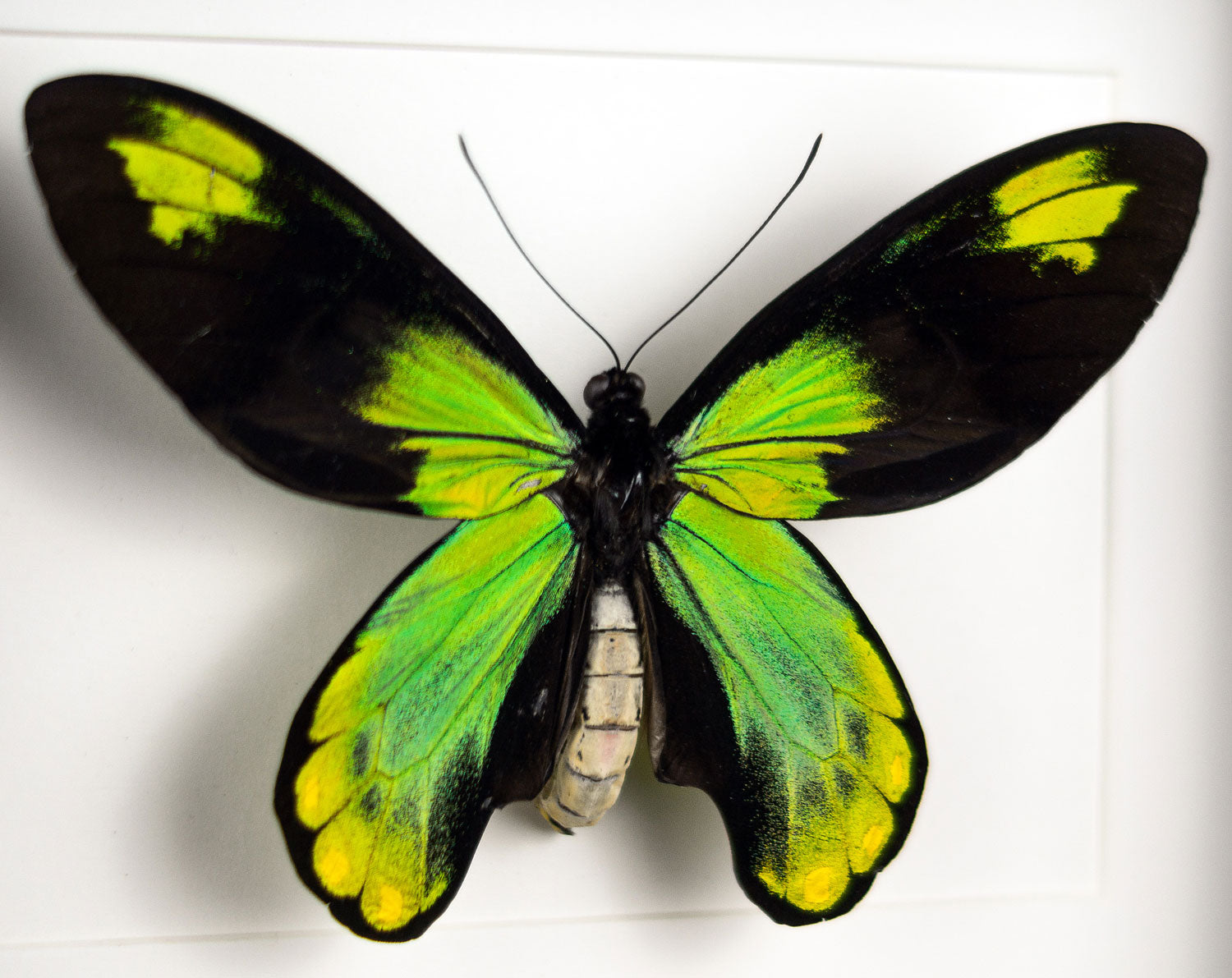 Ornithoptera victoriae ♂  Schmetterling InsectArt