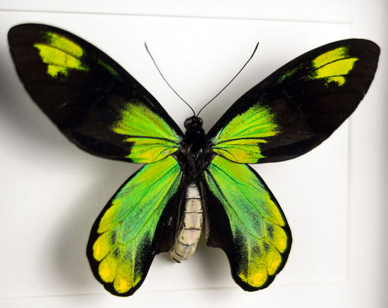 Ornithoptera victoriae ♂