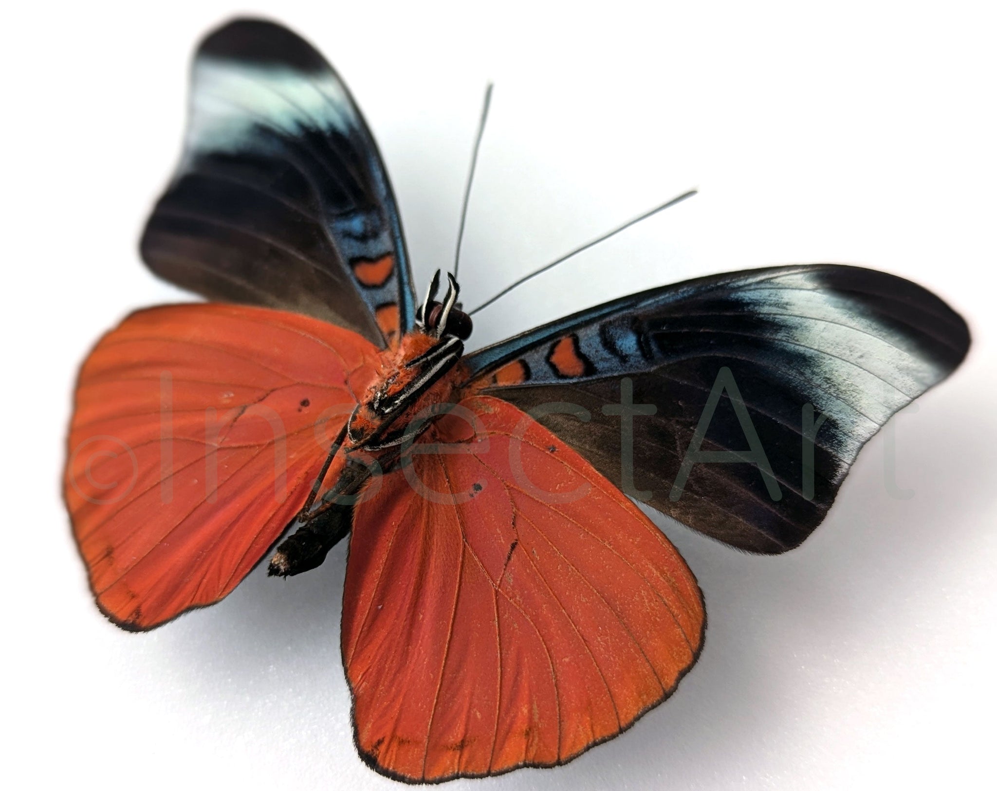 Panacea prola Verso  Schmetterling InsectArt