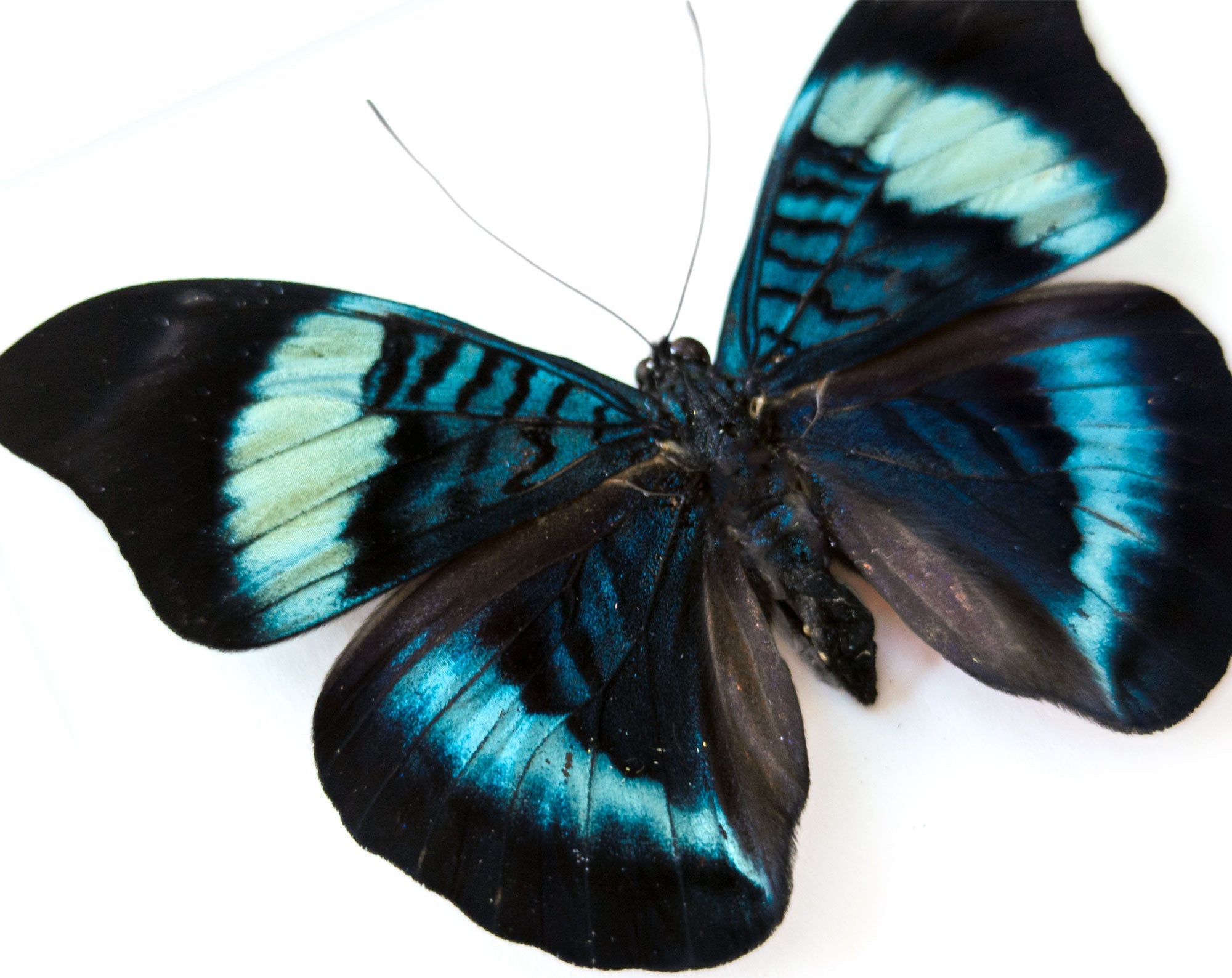 Panacea prola  Schmetterling InsectArt