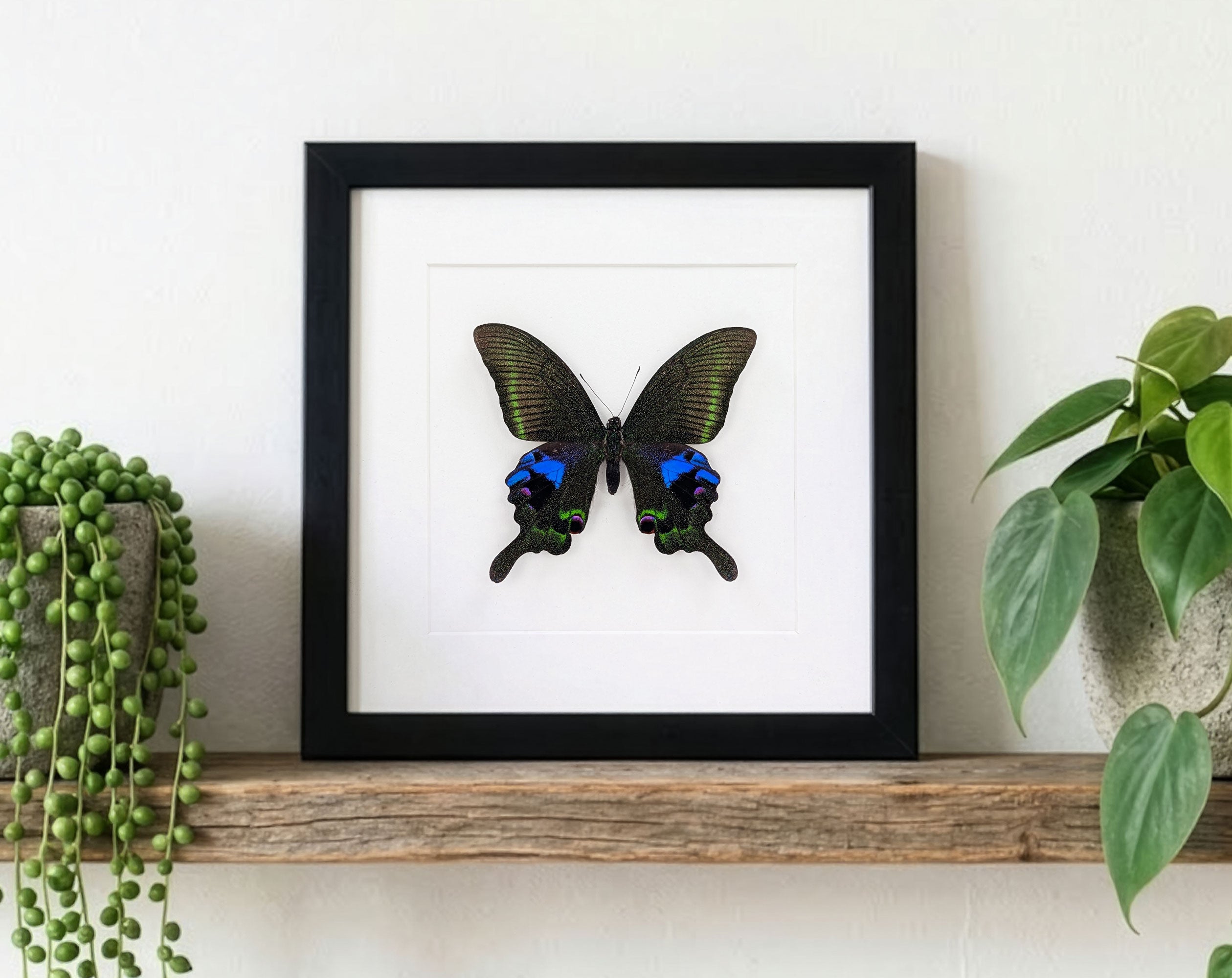 Papilio arcturus, echter Schmetterling im Rahmen