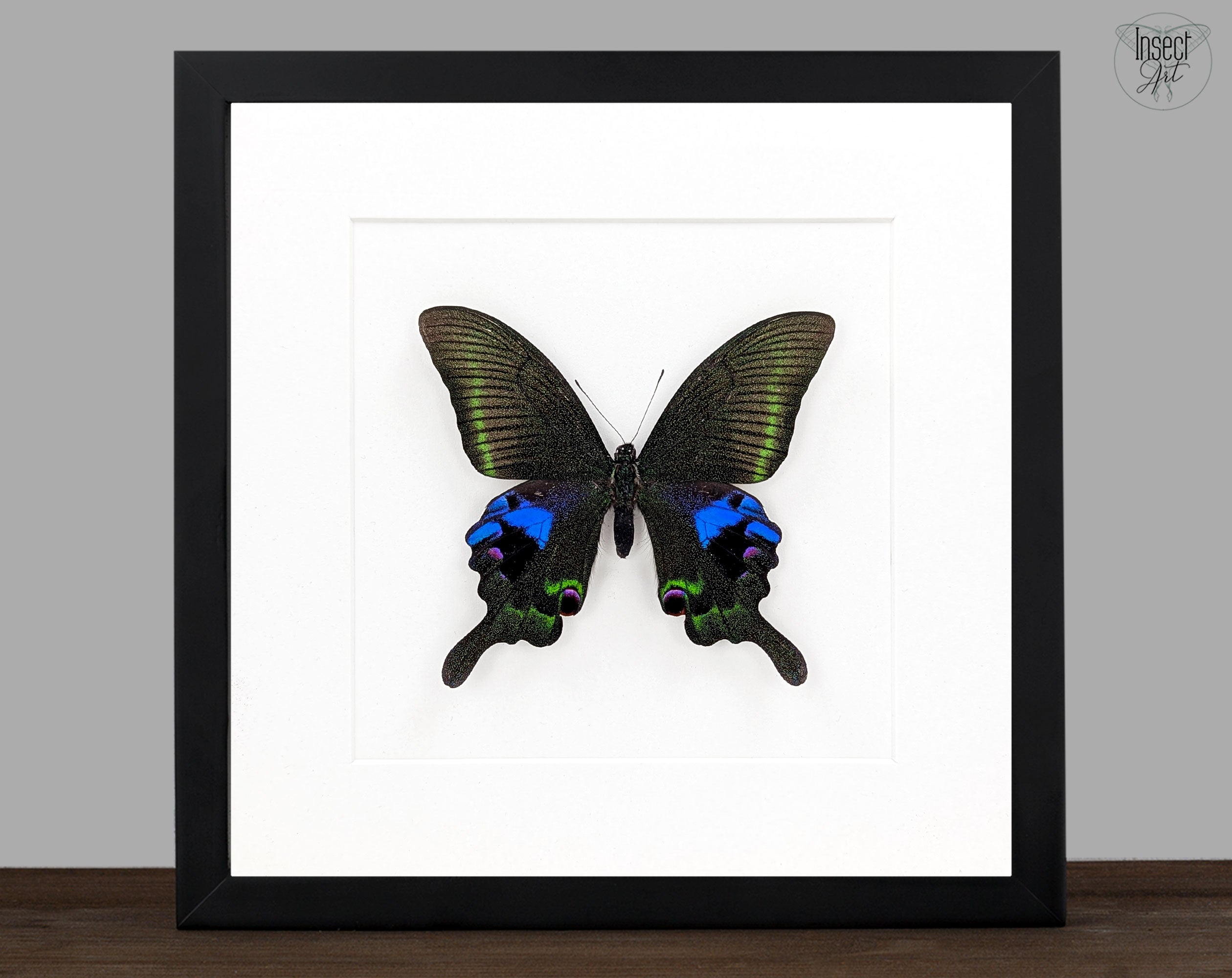 Papilio arcturus, echter Schmetterling im Rahmen