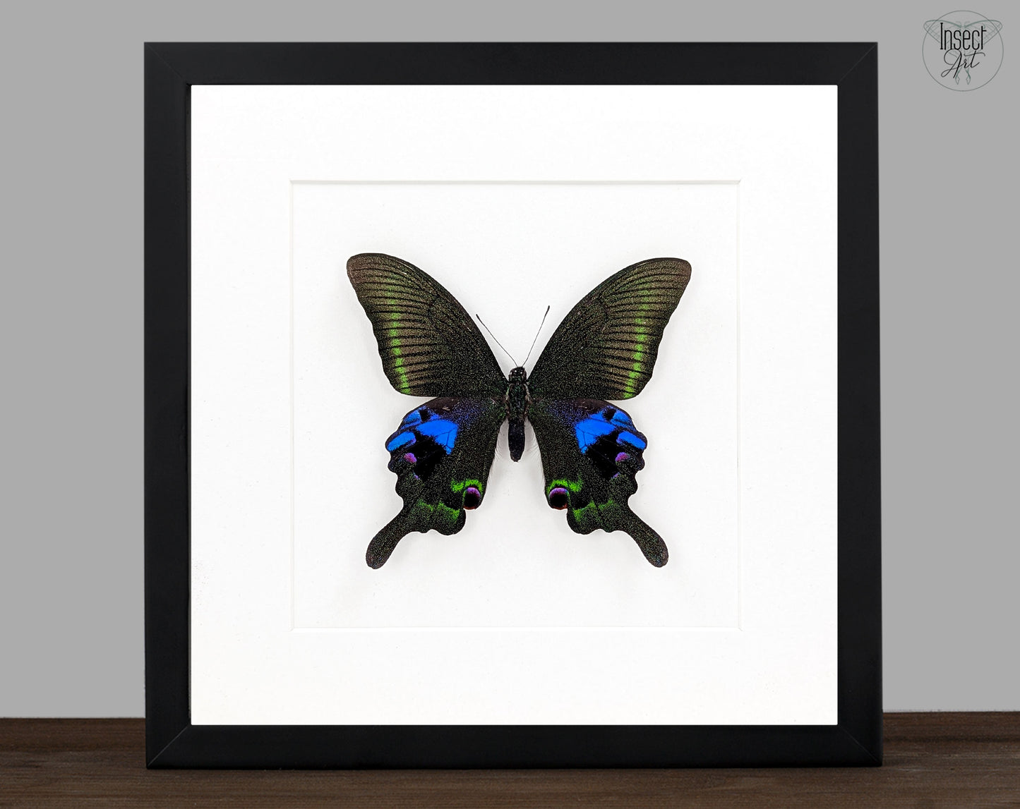 Papilio arcturus, echter Schmetterling im Rahmen