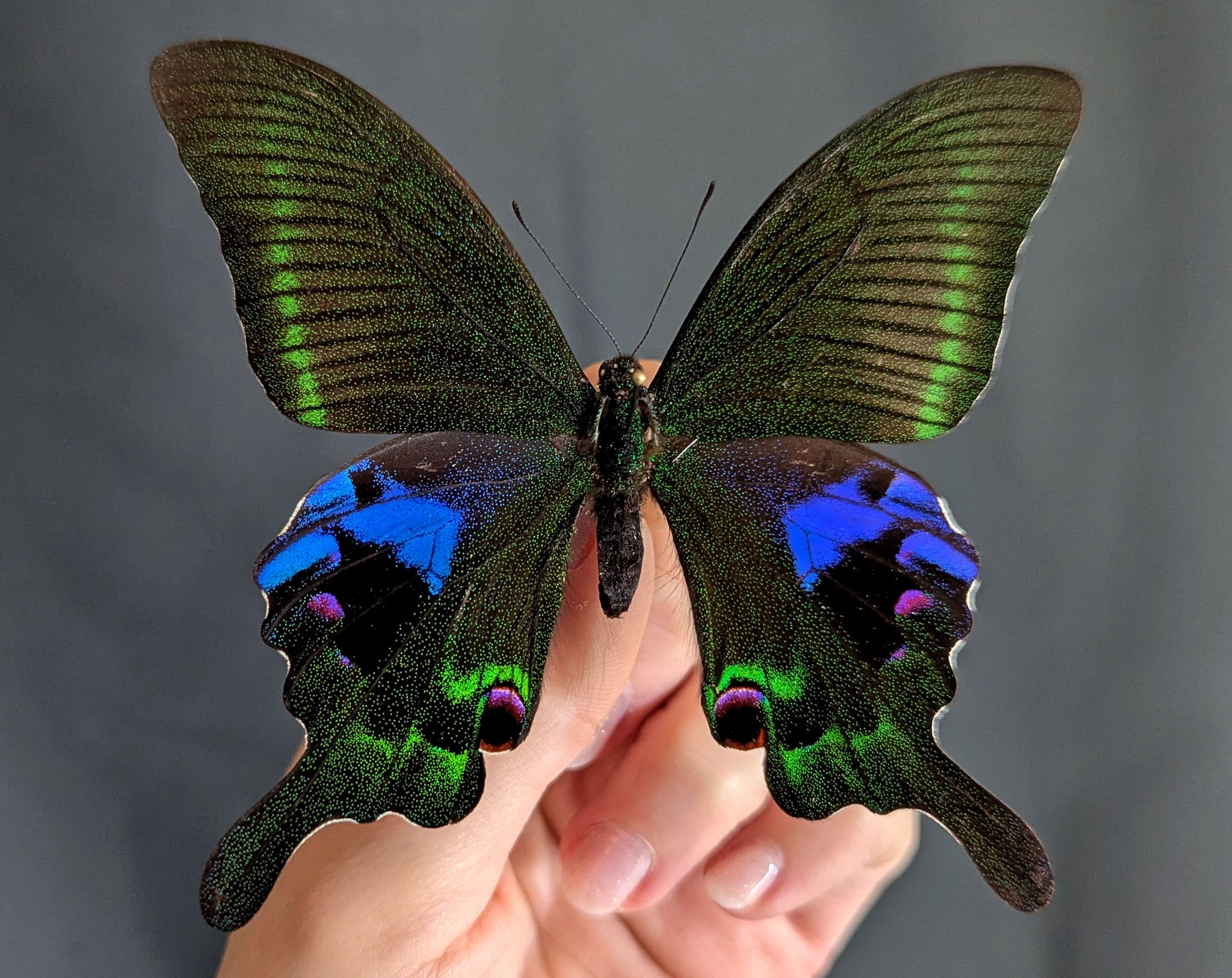 Papilio arcturus, echter Schmetterling im Rahmen