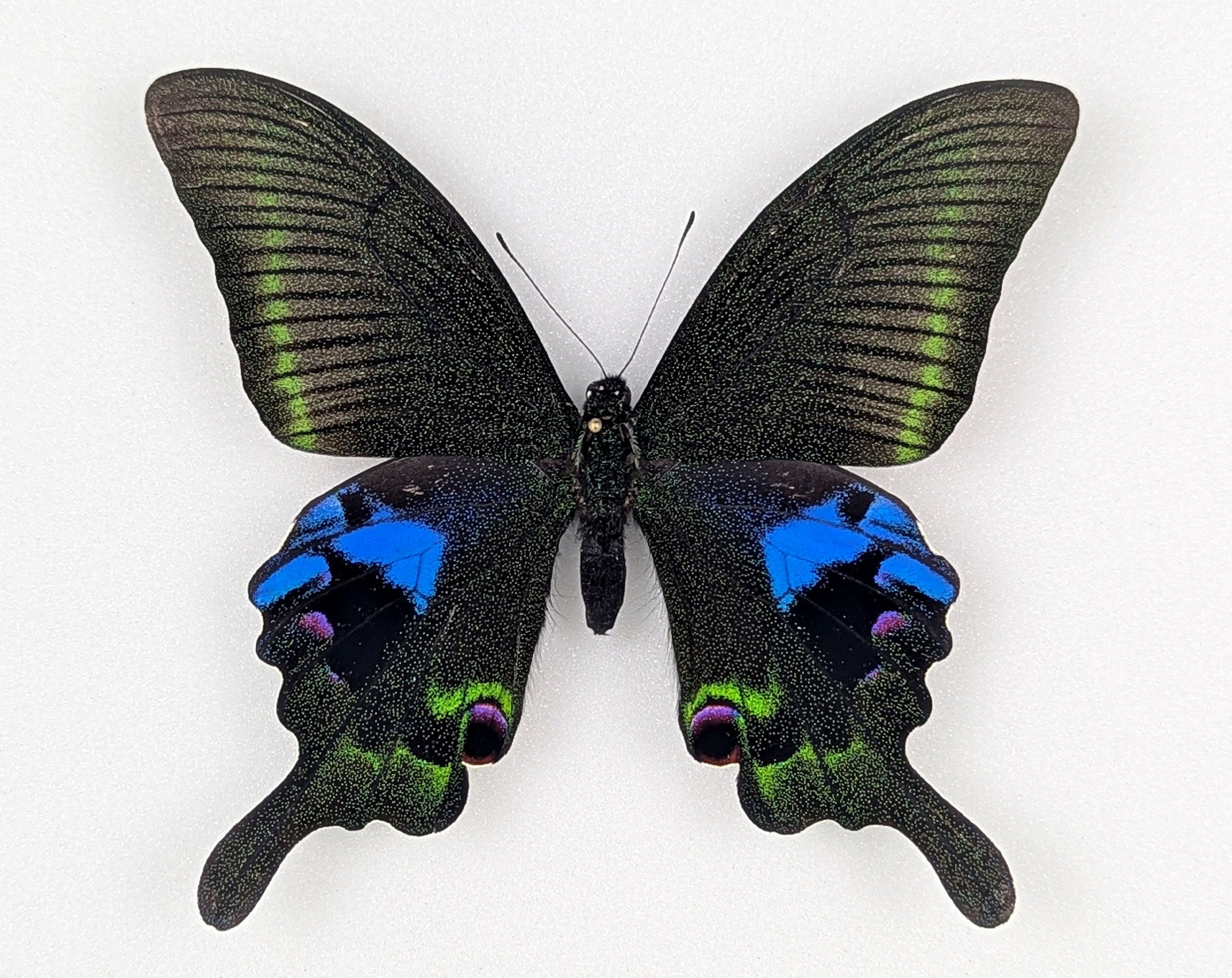 Papilio arcturus, echter Schmetterling im Rahmen