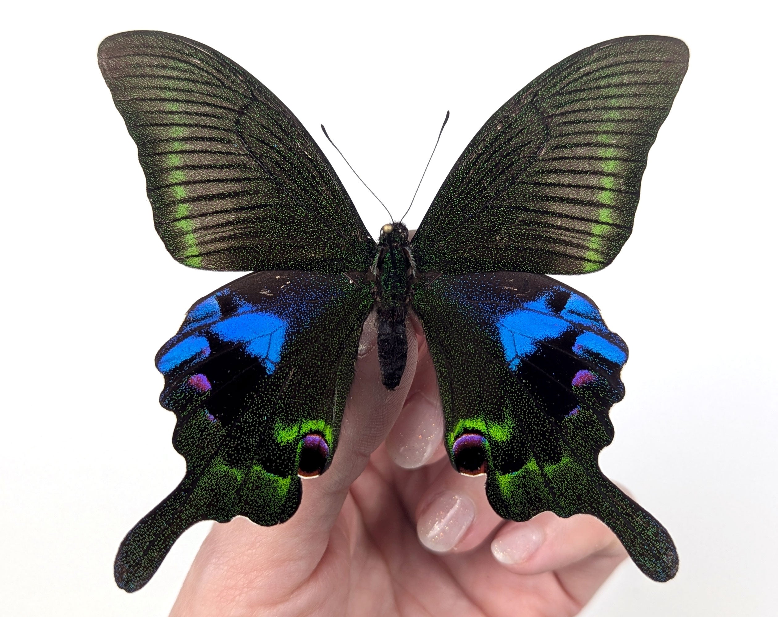 Papilio arcturus, echter Schmetterling im Rahmen