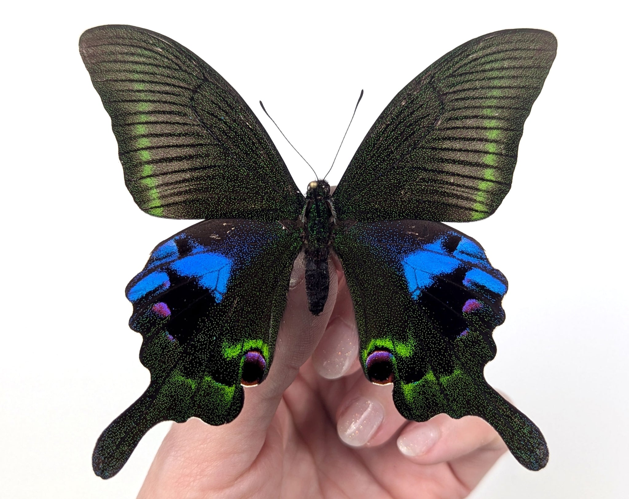 Papilio arcturus, echter Schmetterling im Rahmen