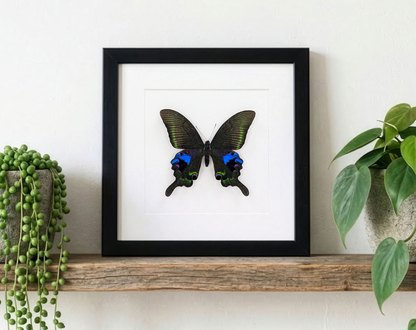 Papilio arcturus, echter Schmetterling im Rahmen