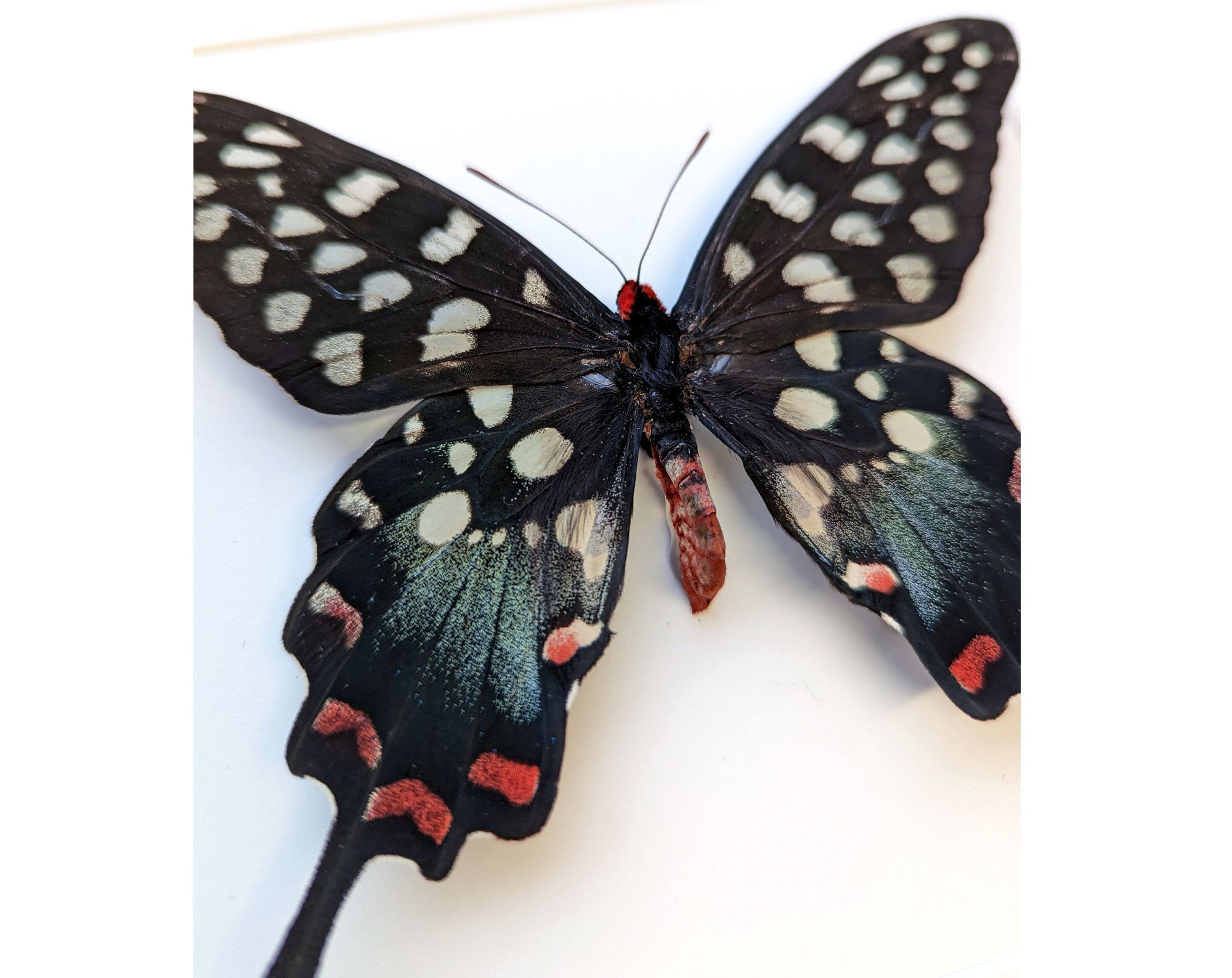 Papilio antenor ♂  Schmetterling InsectArt