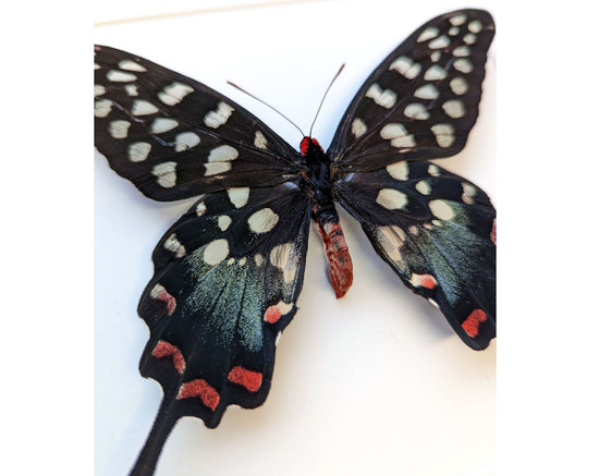 Papilio antenor ♂