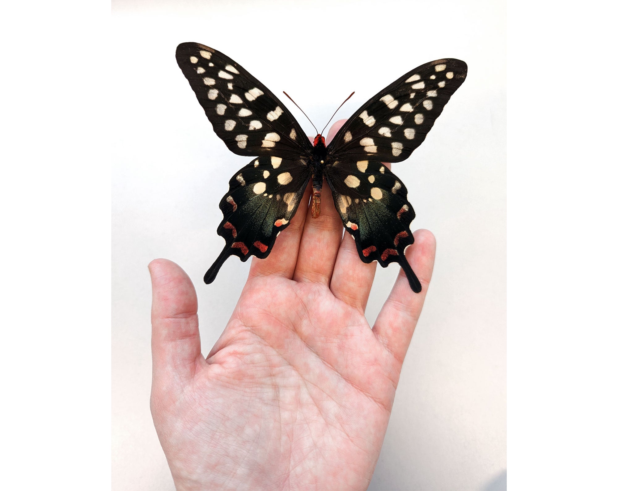 Papilio antenor ♂  Schmetterling InsectArt