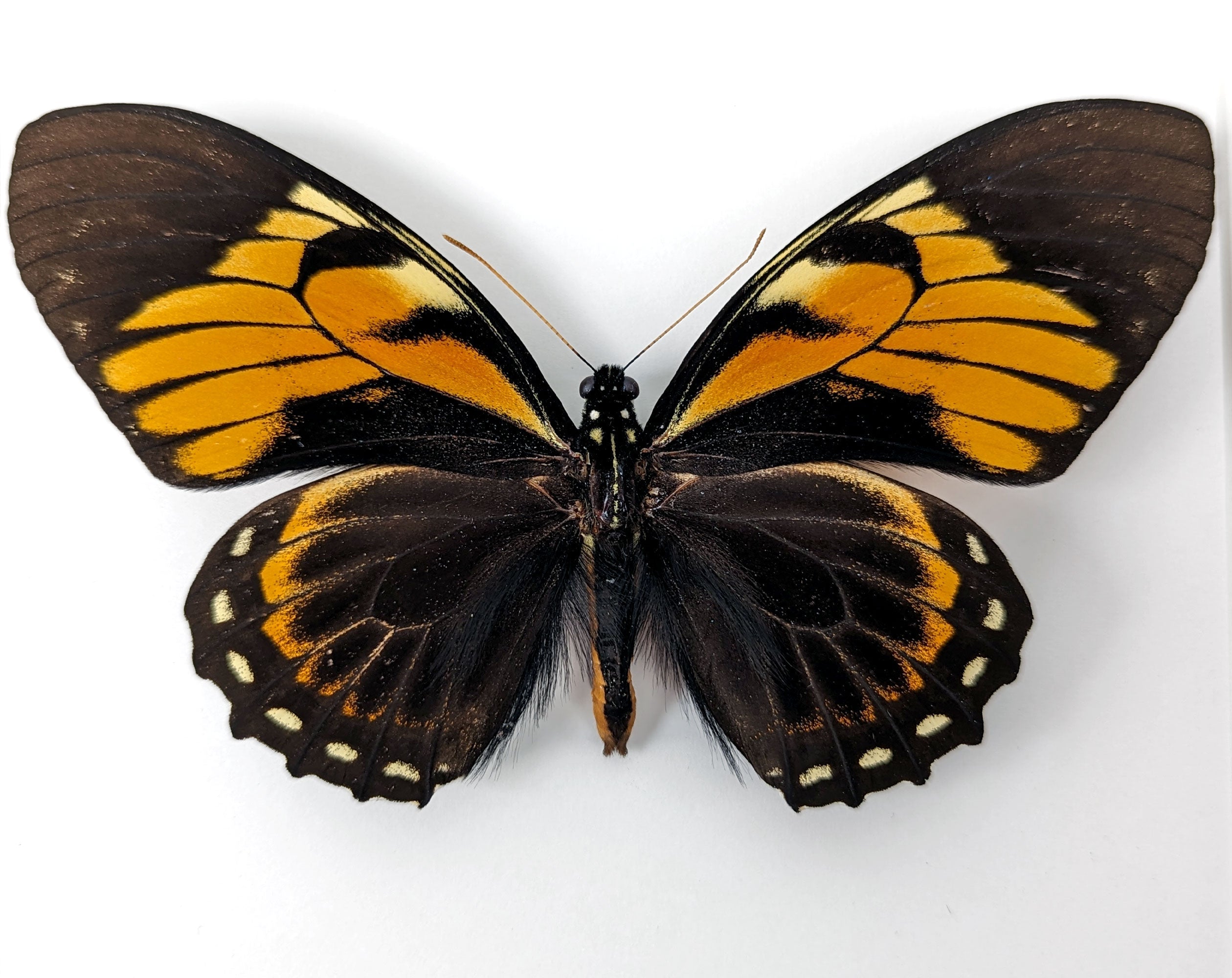 Papilio bachus ♂  Schmetterling InsectArt