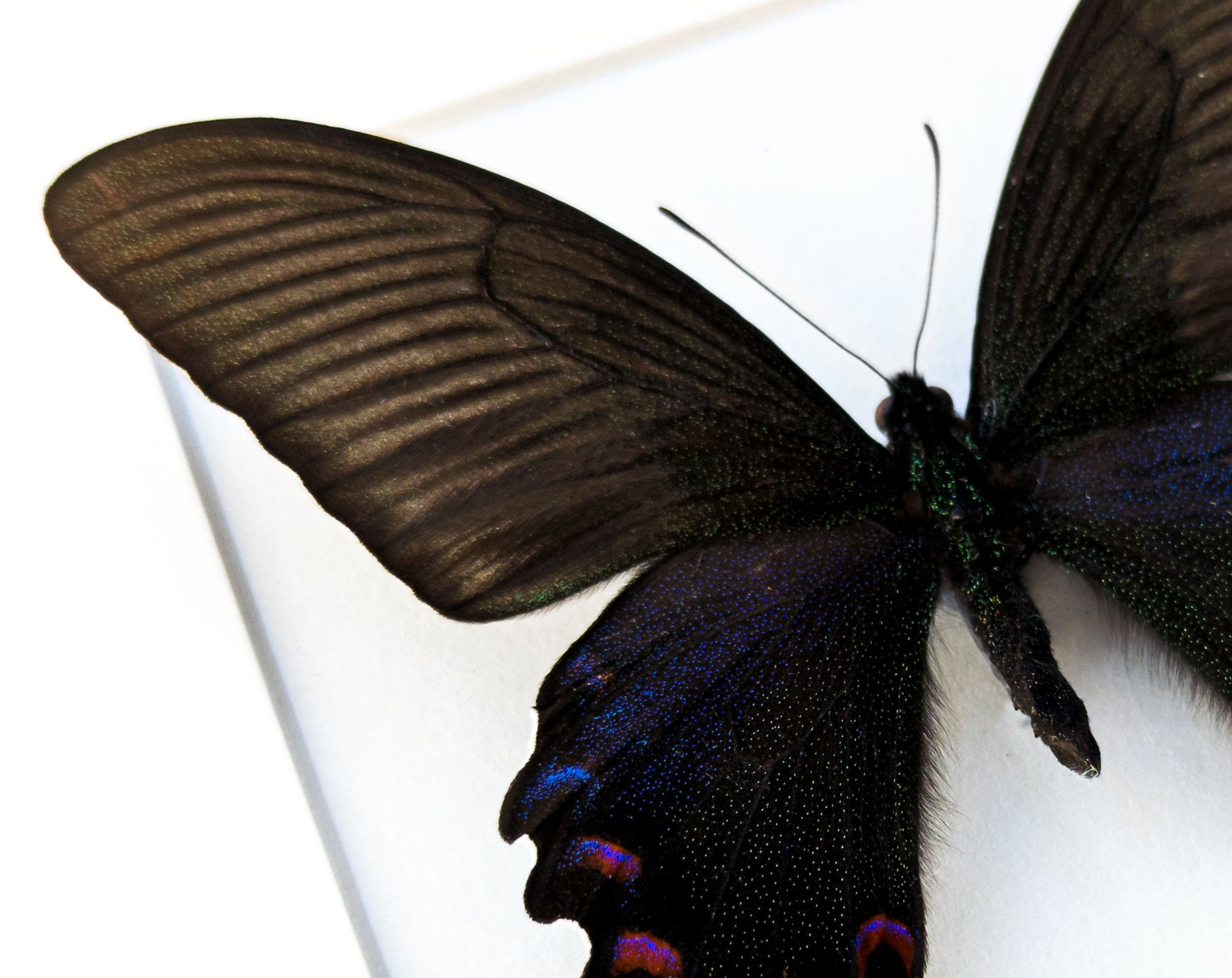 Papilio bianor (Frühlingsform)  Schmetterling InsectArt