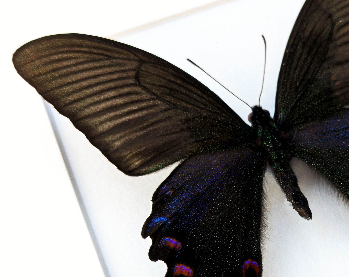 Papilio bianor (Frühlingsform)