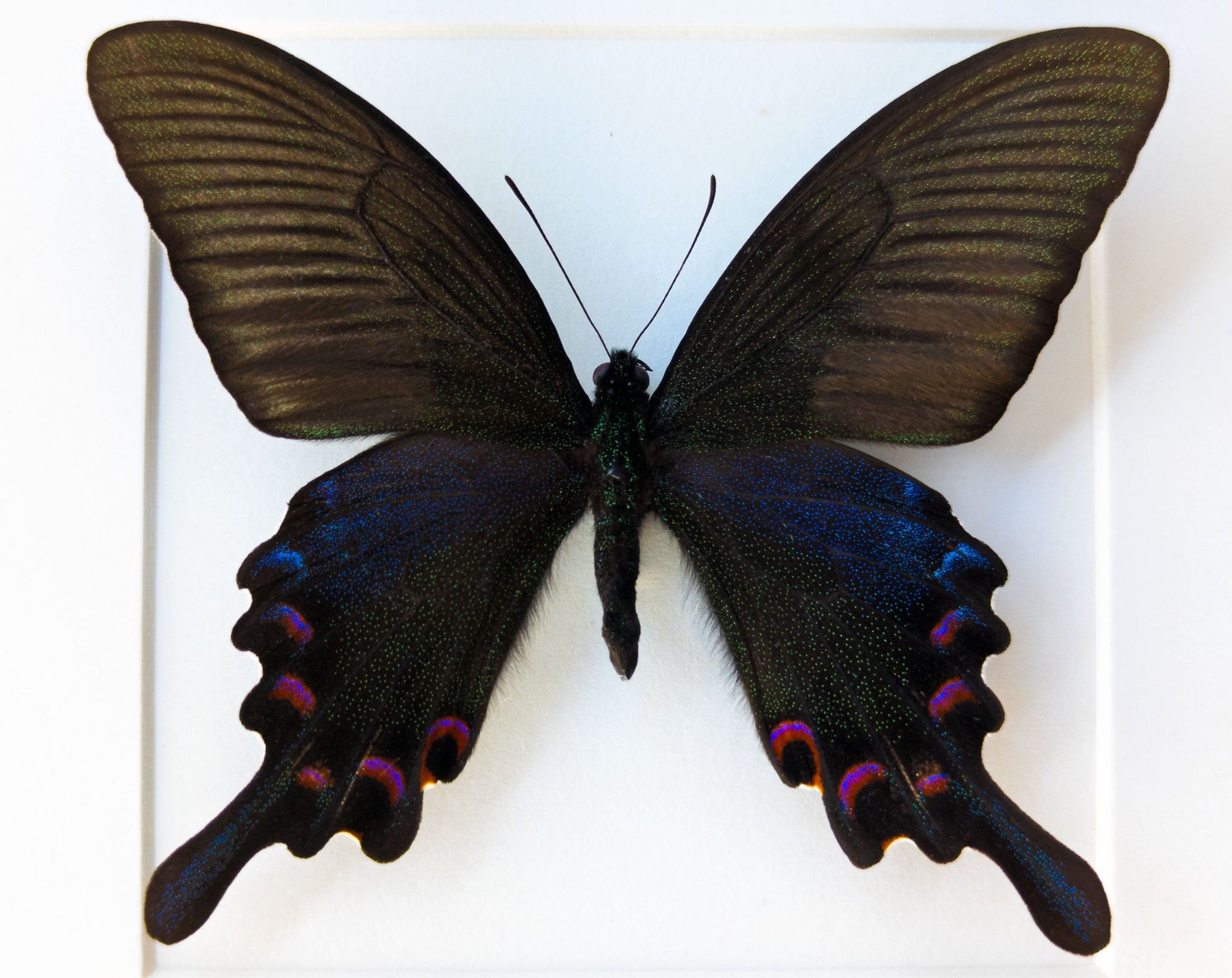 Papilio bianor (Frühlingsform)  Schmetterling InsectArt
