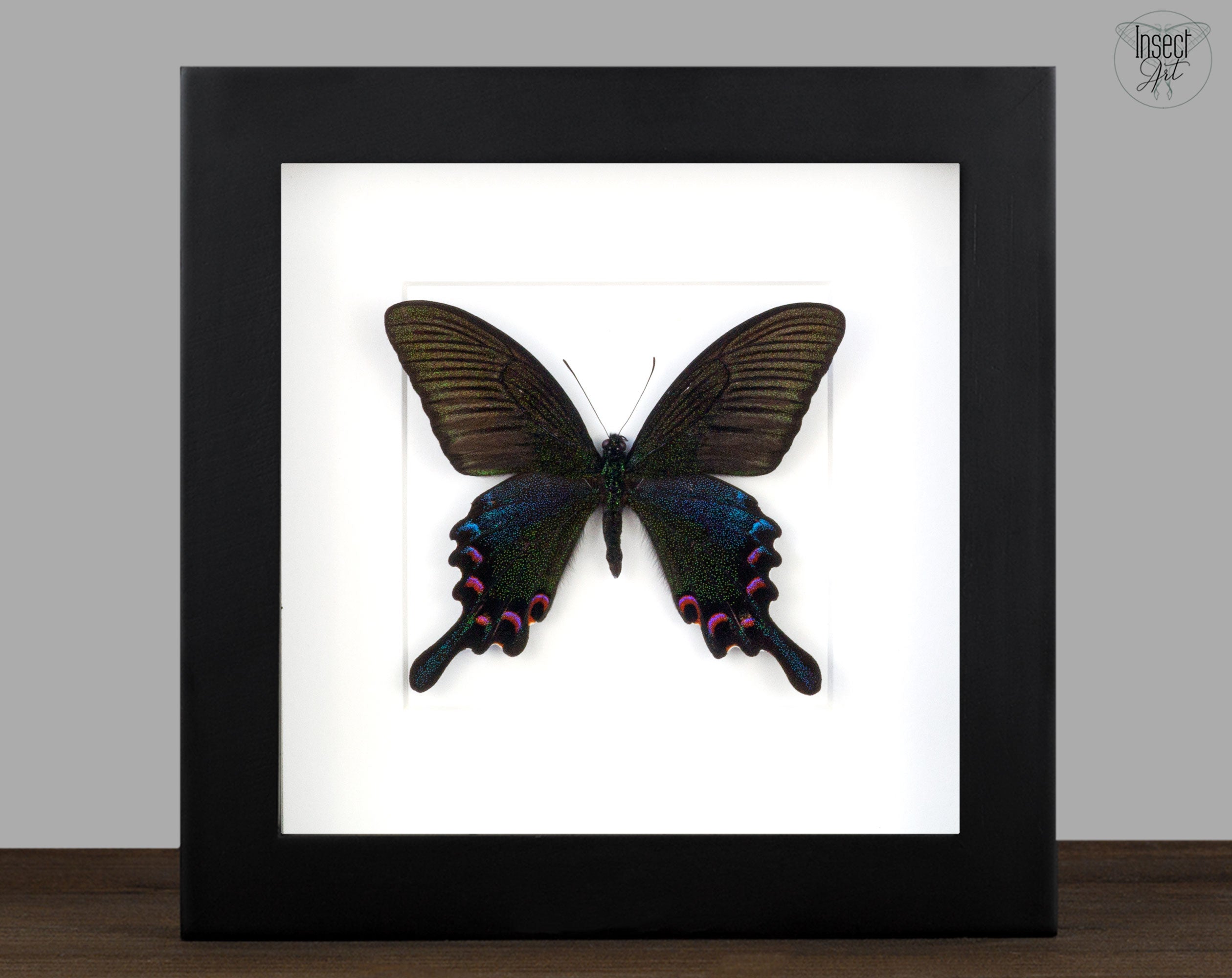 Papilio bianor (Frühlingsform)  Schmetterling InsectArt