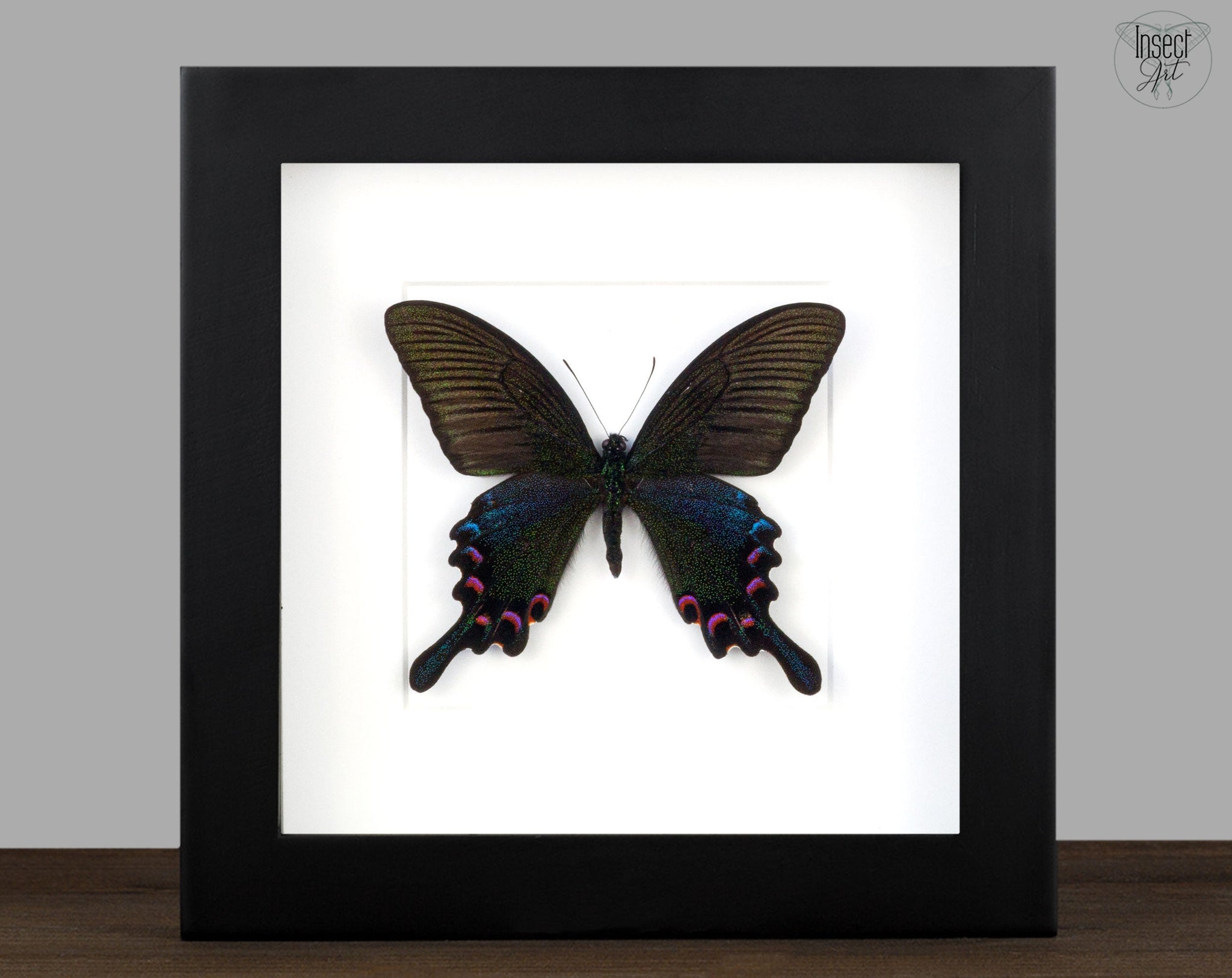 Papilio bianor (Frühlingsform)  Schmetterling InsectArt