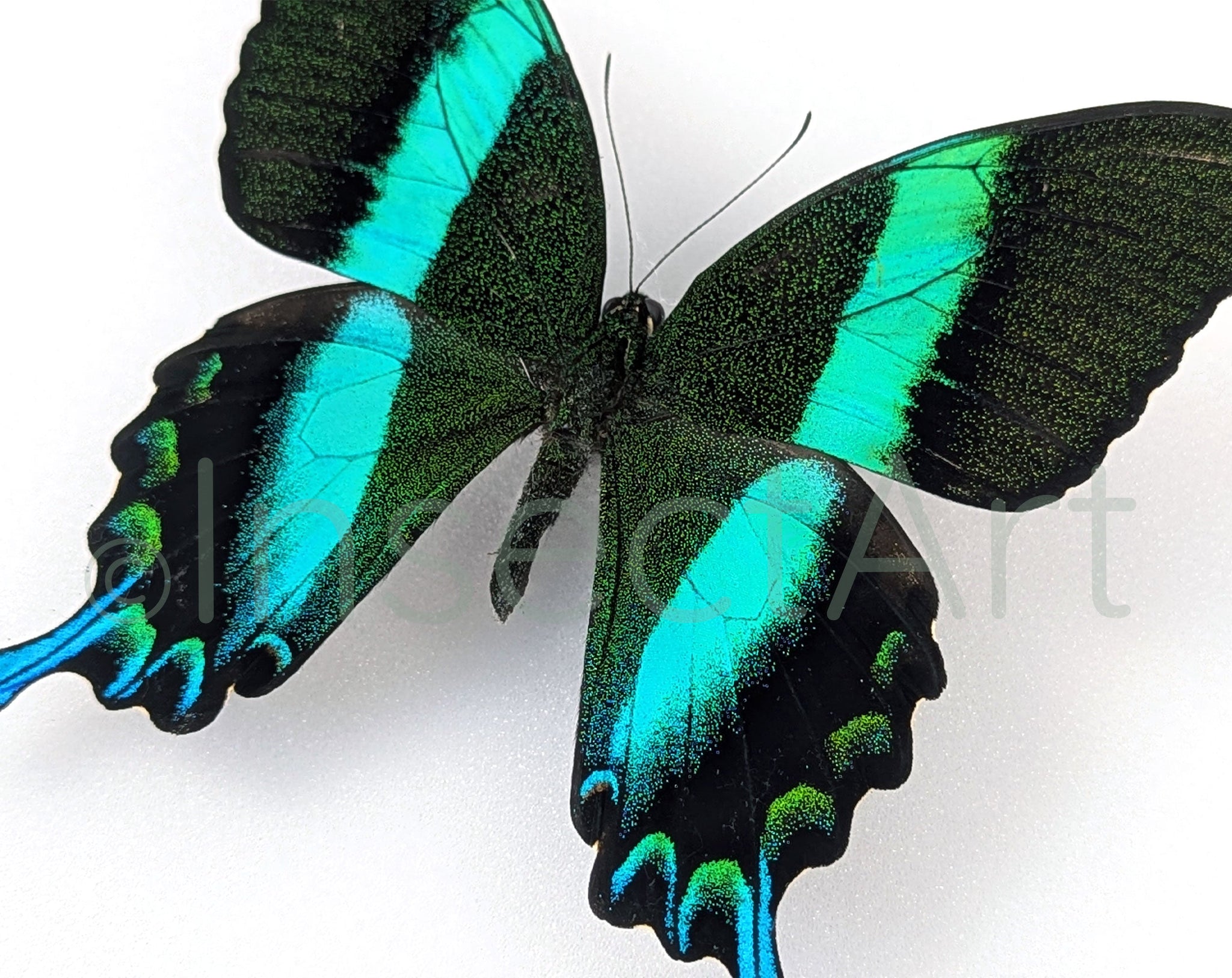 Papilio blumei ♂  Schmetterling InsectArt