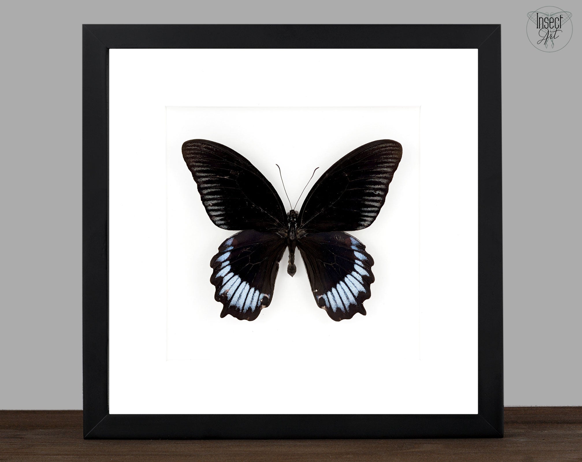 Papilio deiphobus deiphontes | Echter Schmetterling im Rahmen