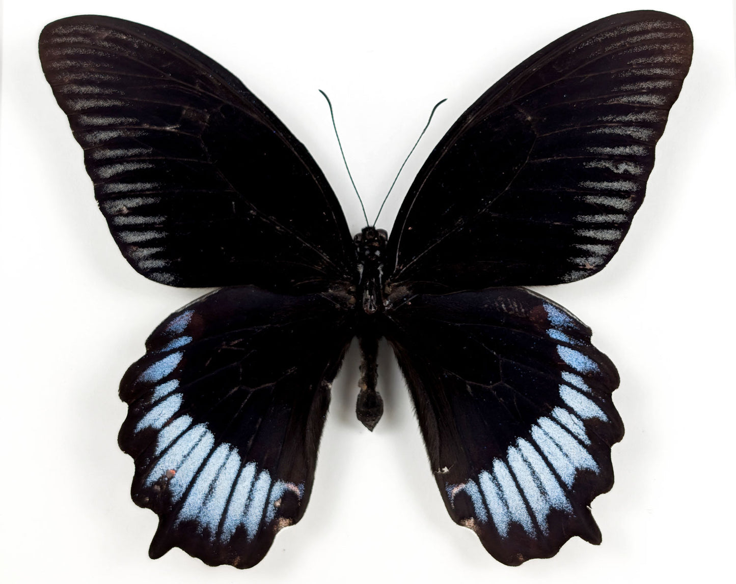 Papilio deiphobus deiphontes | Echter Schmetterling im Rahmen