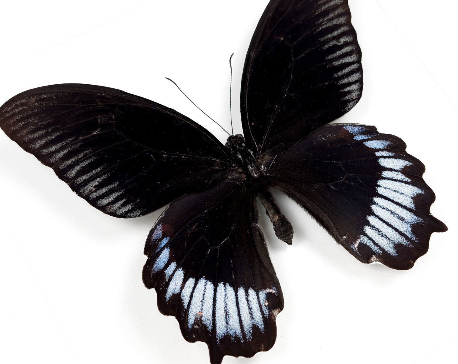 Papilio deiphobus deiphontes | Echter Schmetterling im Rahmen