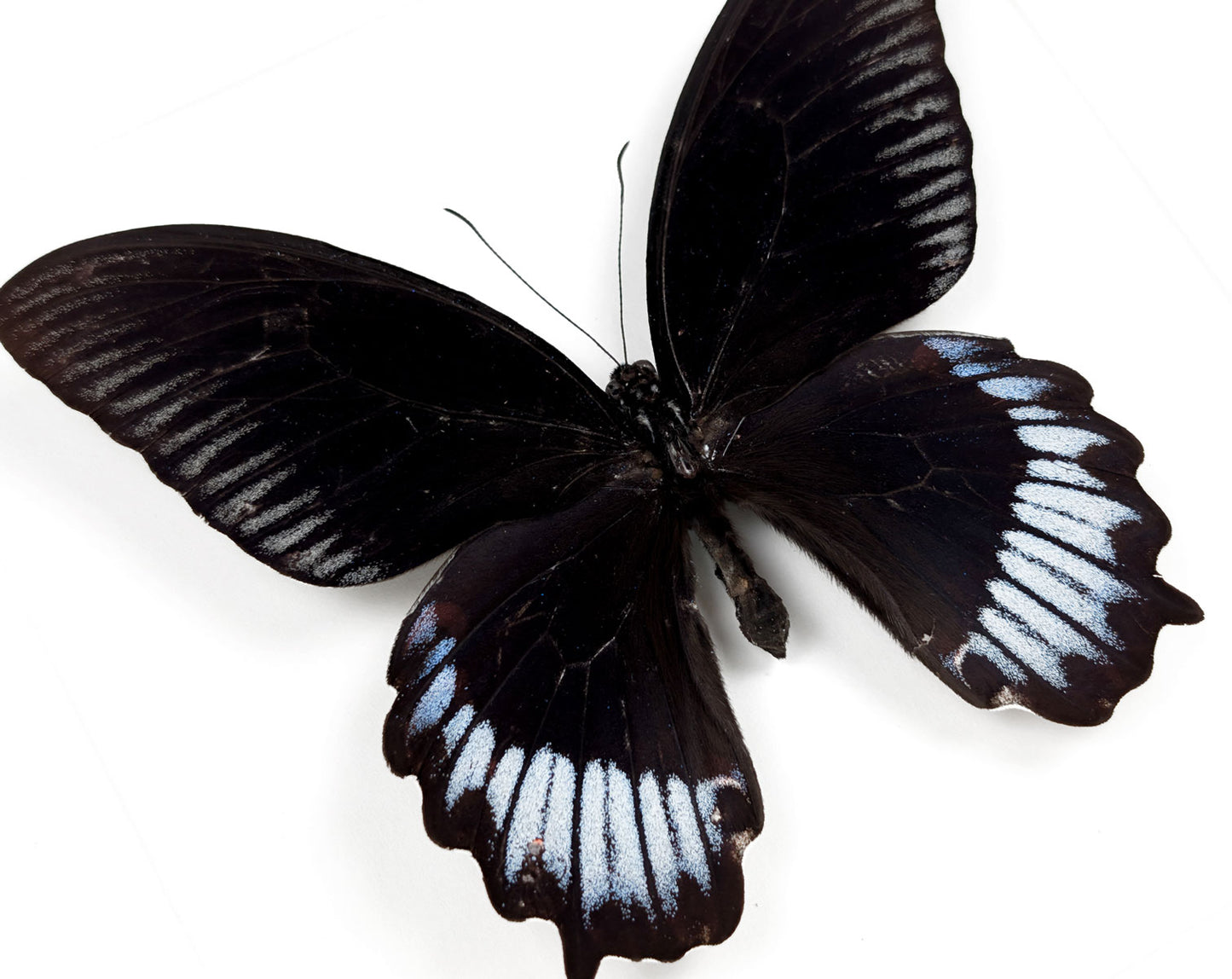 Papilio deiphobus deiphontes | Echter Schmetterling im Rahmen