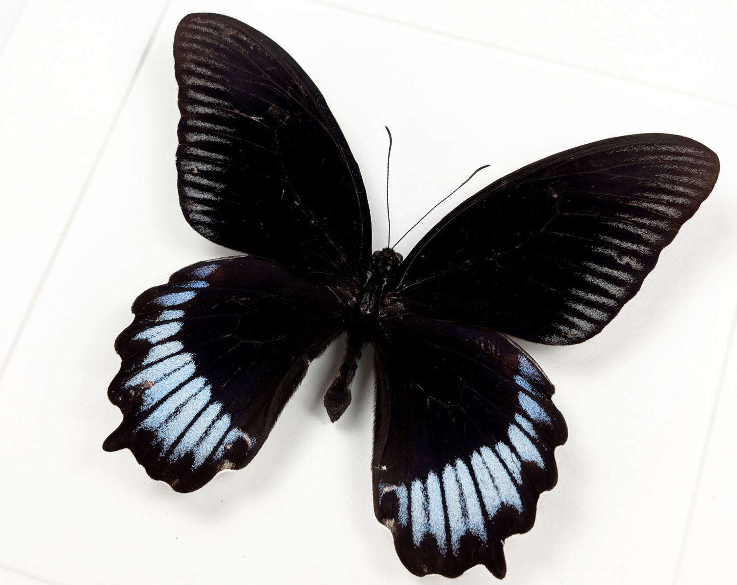 Papilio deiphobus deiphontes | Echter Schmetterling im Rahmen