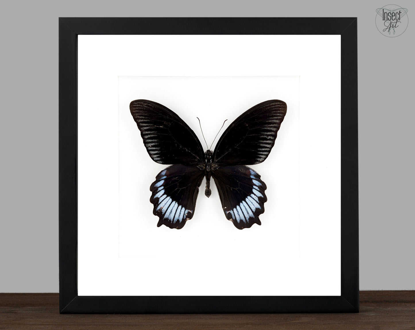 Papilio deiphobus deiphontes | Echter Schmetterling im Rahmen