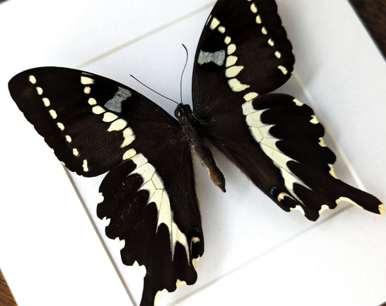 Papilio delalandei ♂