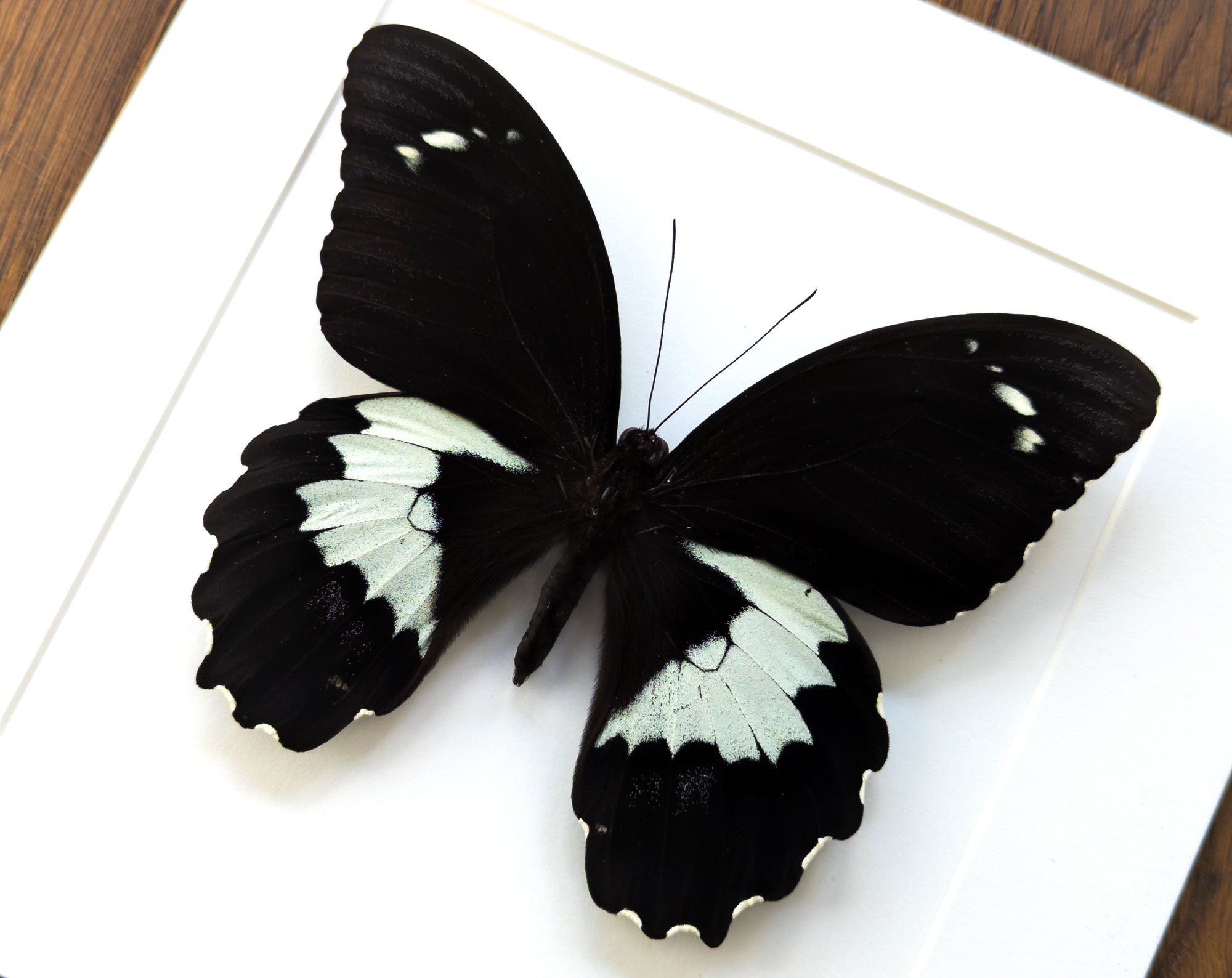 Papilio gambrisius ♂  Schmetterling InsectArt
