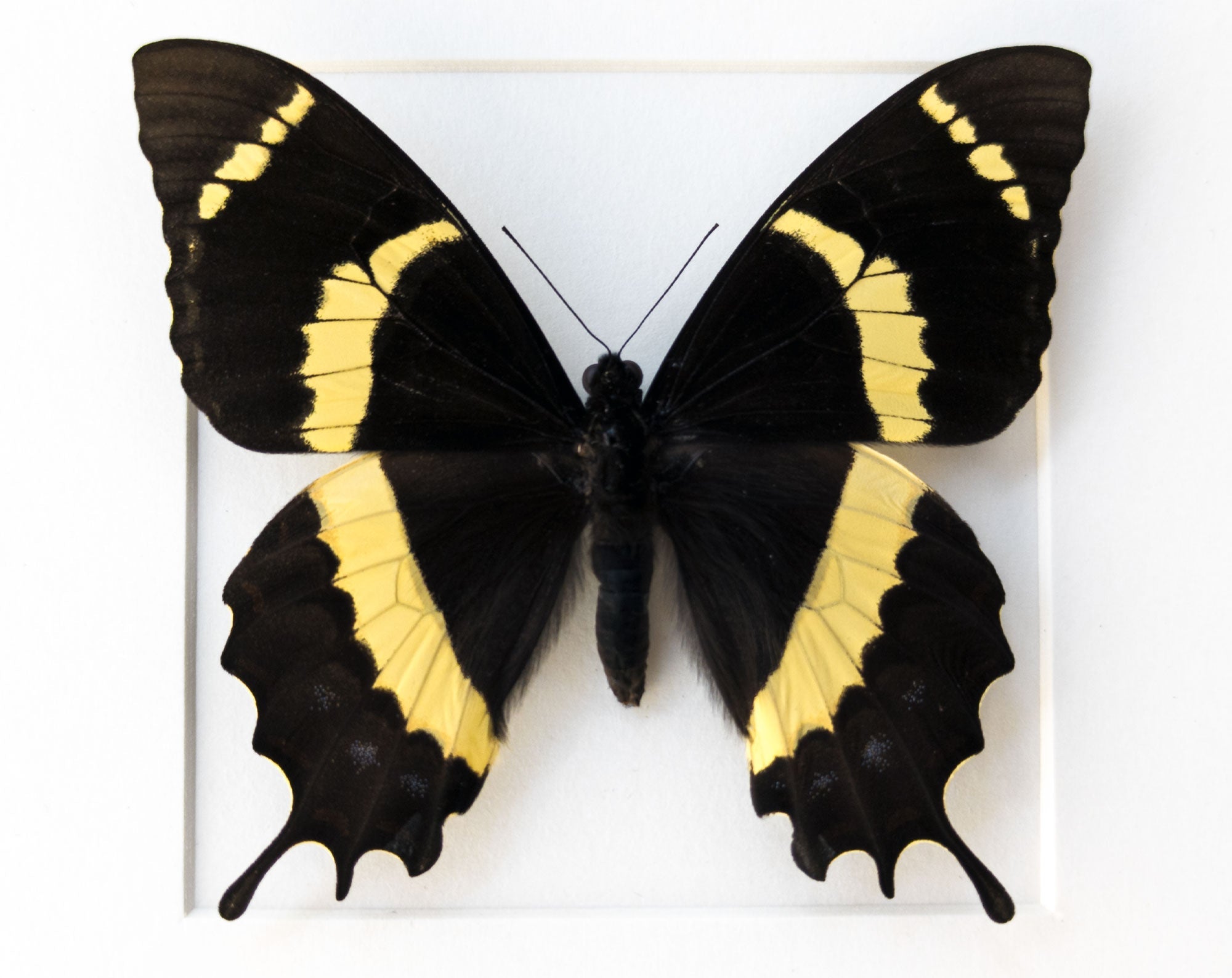 Papilio garamas  Schmetterling InsectArt