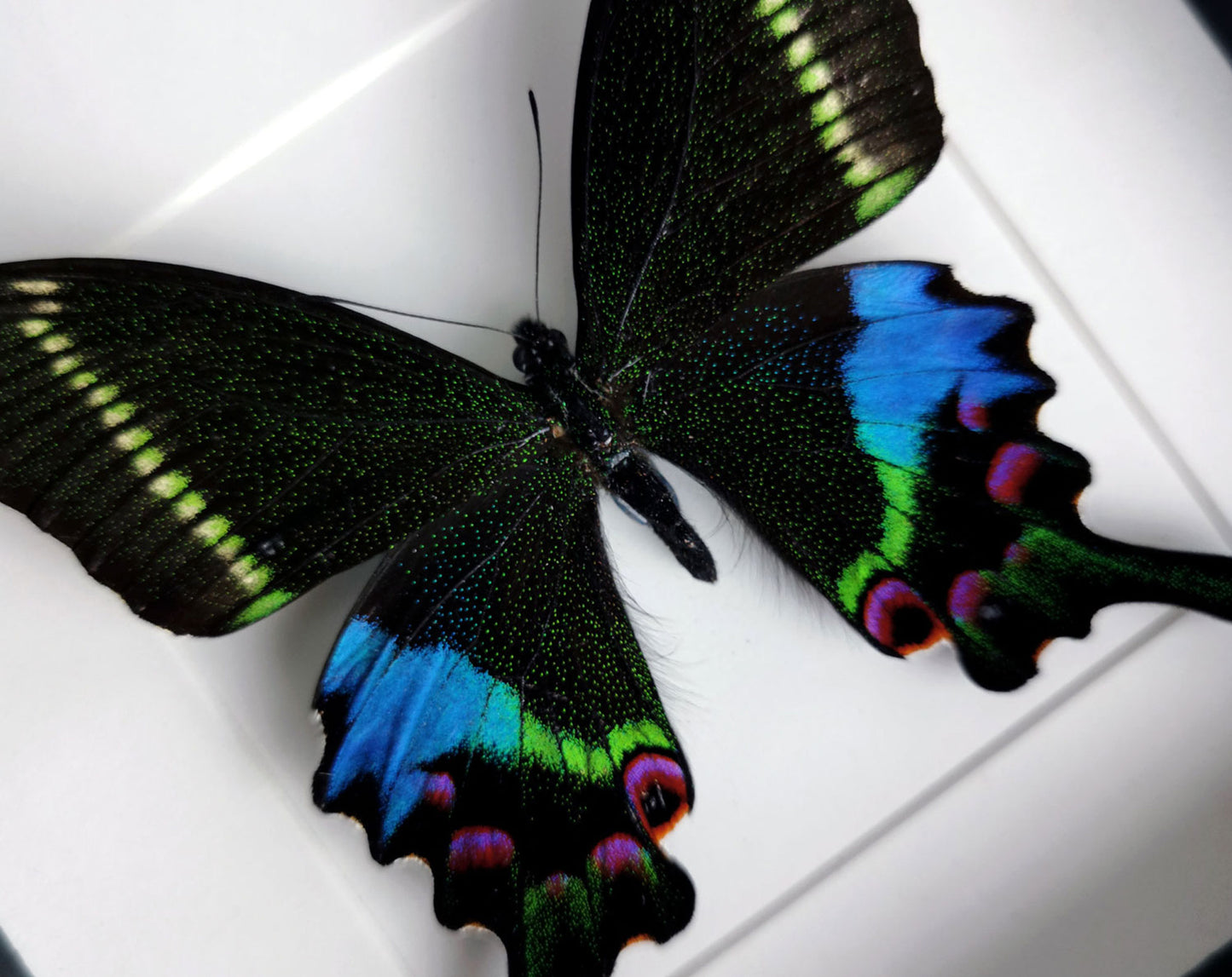 Papilio krishna ♂