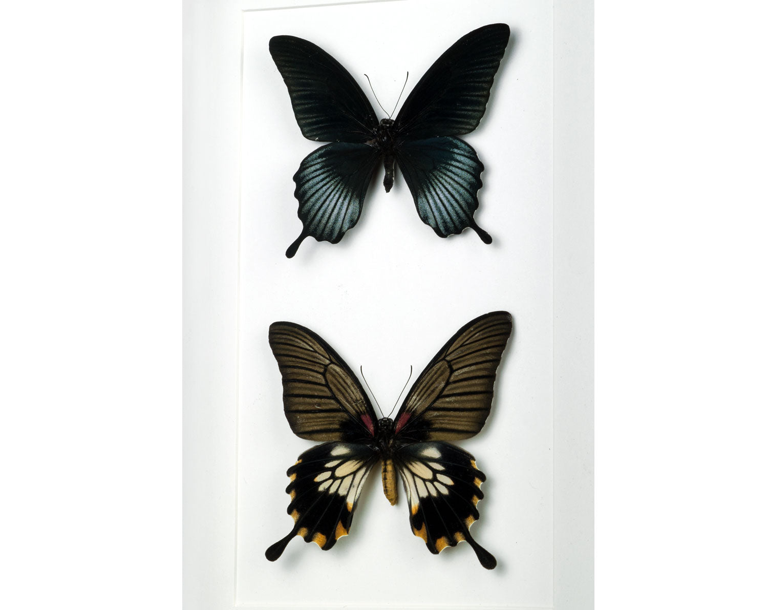 Papilio lowi ♂♀  Schmetterling InsectArt