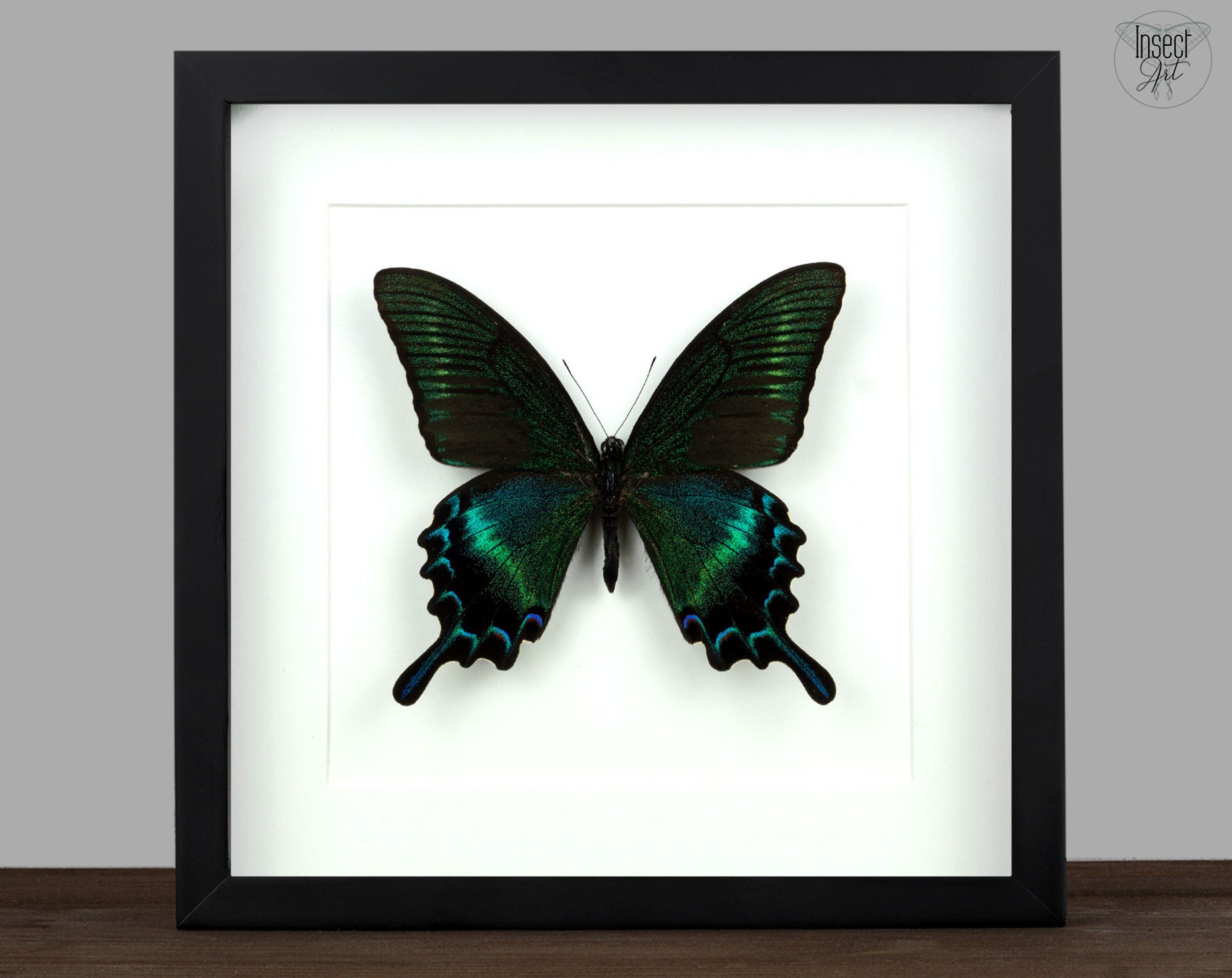 Papilio maackii SUMMER FORM ♂  Schmetterling InsectArt