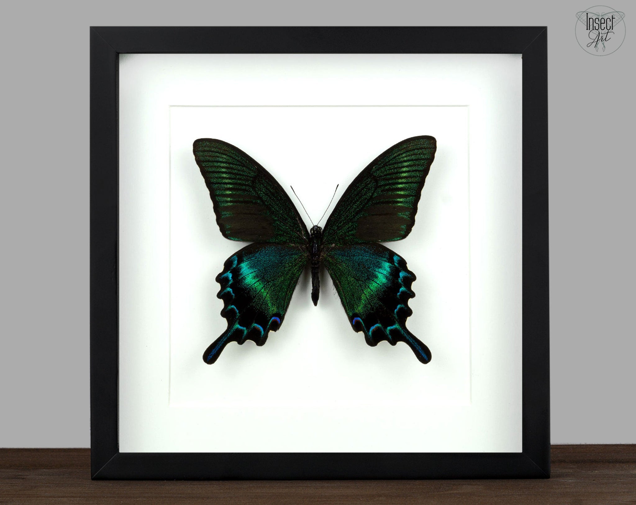 Papilio maackii SUMMER FORM ♂  Schmetterling InsectArt