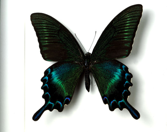 Papilio maackii FORME D'ÉTÉ ♂