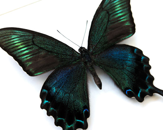 Papilio maackii FORME D'ÉTÉ ♂