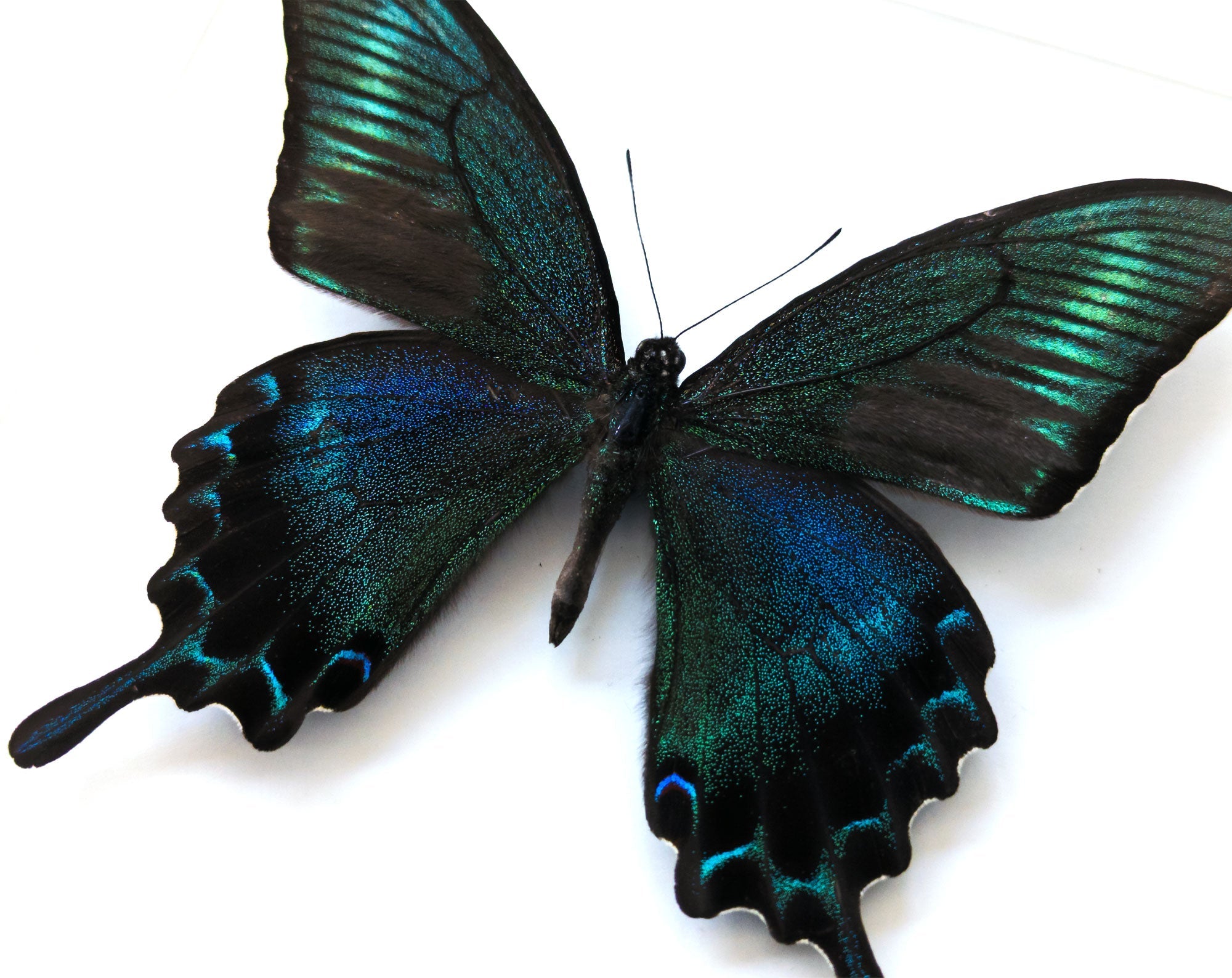 Papilio maackii SUMMER FORM ♂  Schmetterling InsectArt
