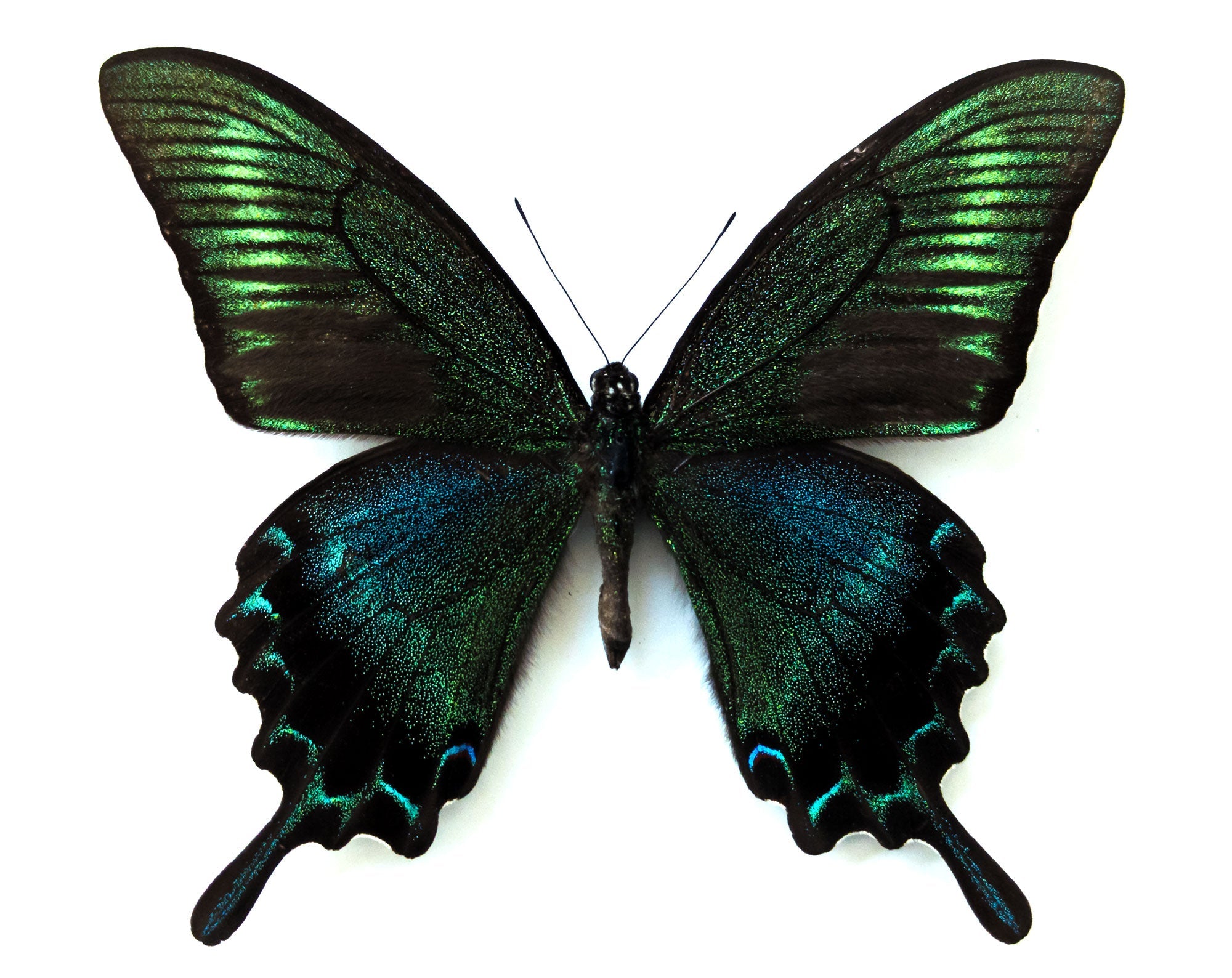 Papilio maackii SUMMER FORM ♂  Schmetterling InsectArt