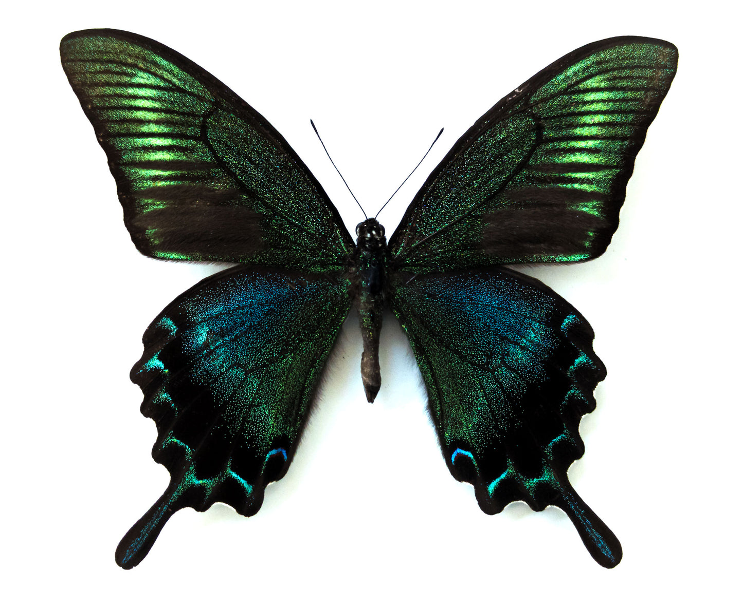 Papilio maackii FORME D'ÉTÉ ♂