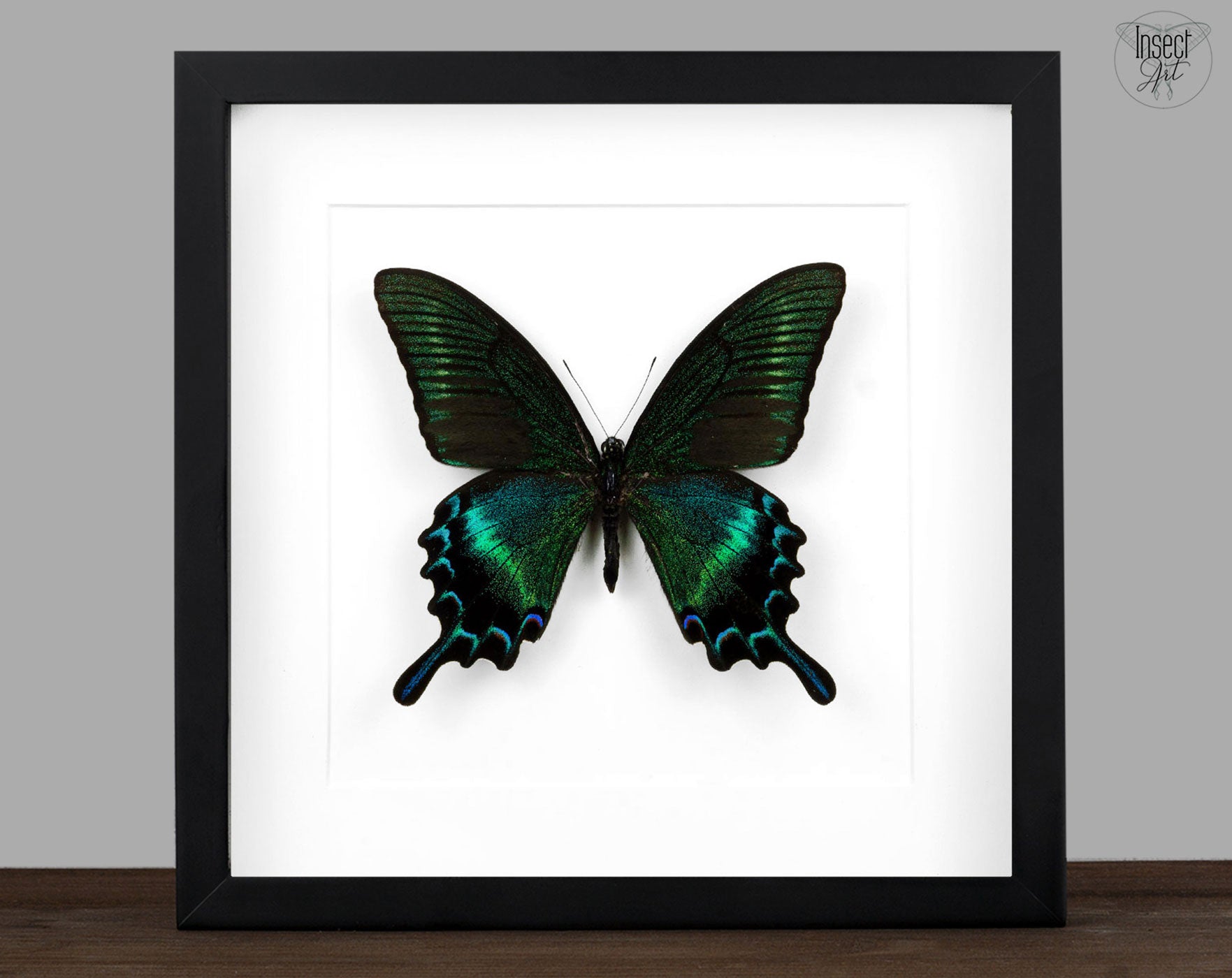 Papilio maackii SUMMER FORM, echter Schmetterling im Rahmen