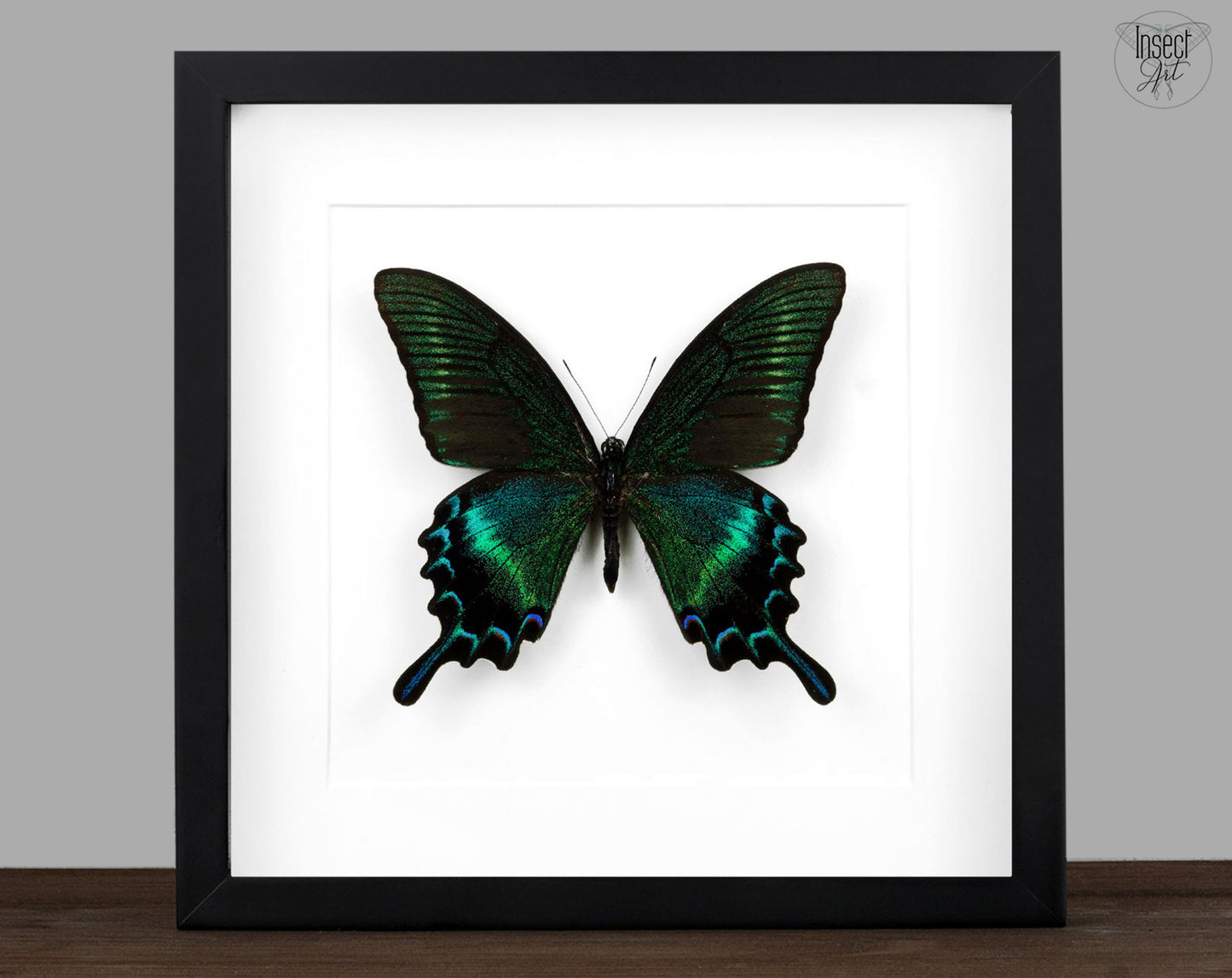 Papilio maackii SUMMER FORM, echter Schmetterling im Rahmen